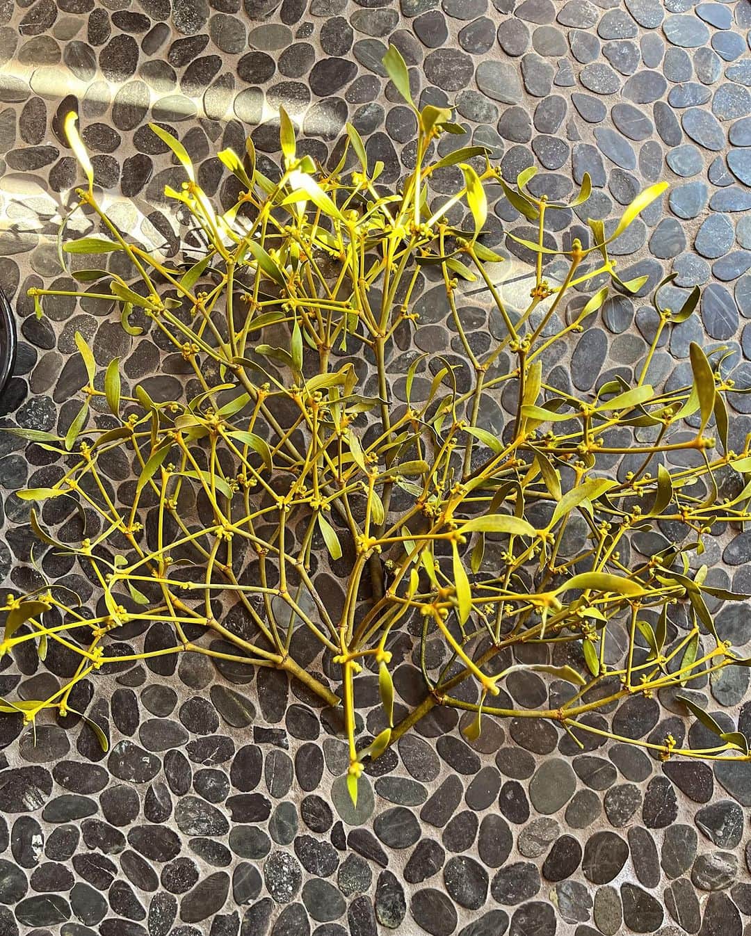 MILLE ECLAT.のインスタグラム