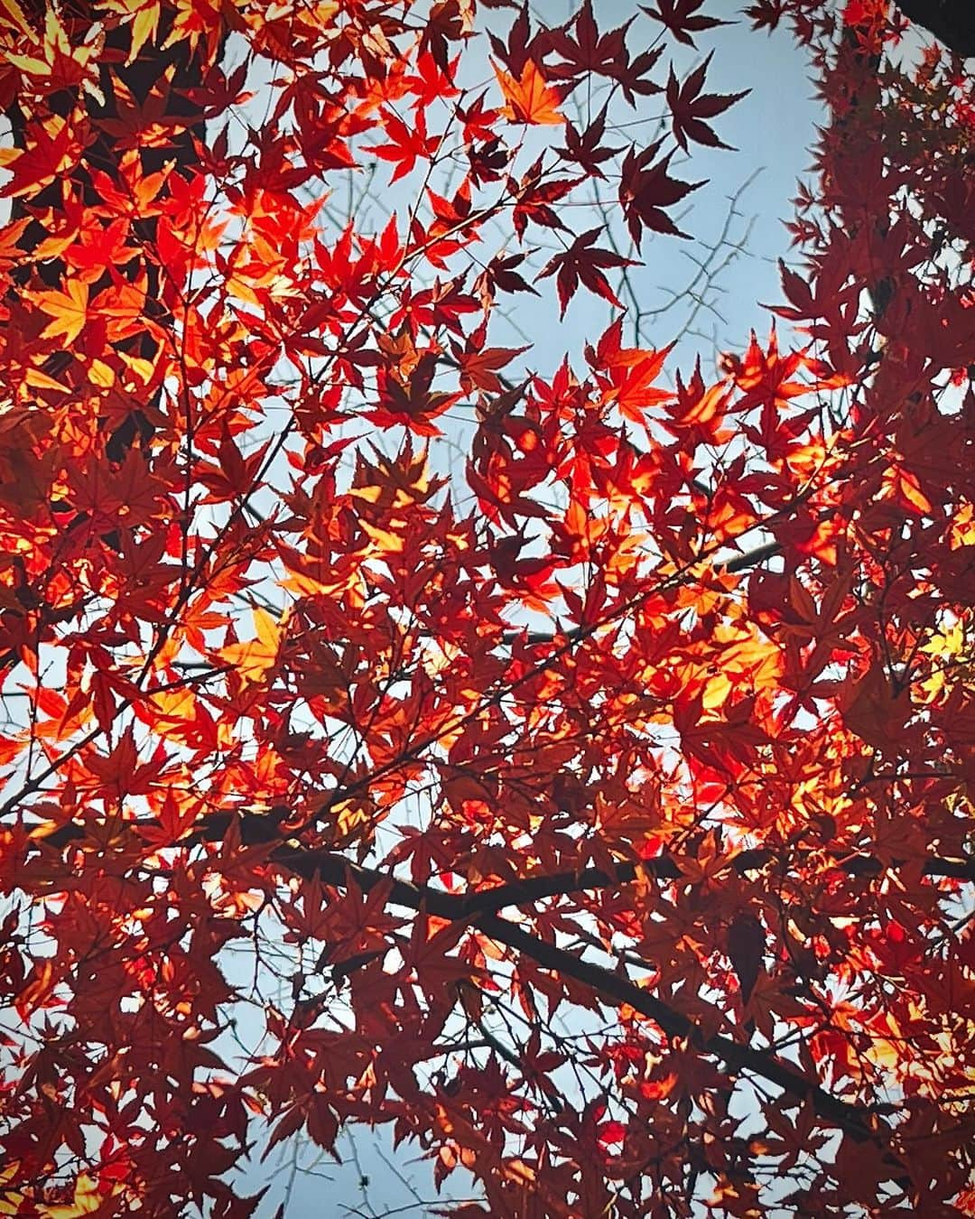 紗々さんのインスタグラム写真 - (紗々Instagram)「紅葉🍁イエイ✌️✨  偶然通りかかっただけですが(ﾟωﾟ)真っ赤だった🍁  #紅葉 #紅葉 #秋 #冬 #autumnleaves」11月30日 11時32分 - 03sasa03