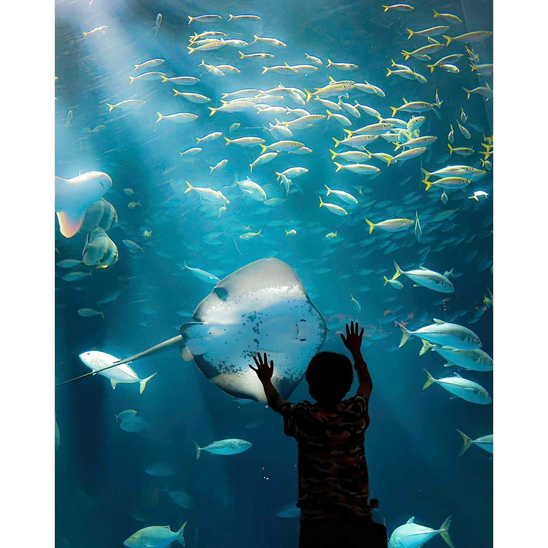 東京カメラ部公式のインスタグラム：「四国水族館・神戸AQUARIUM×ART átoa・スマートアクアリウム静岡「やっぱり水族館っていいなフォトコンテスト2023」 審査結果発表！ . 詳細はこちらから https://aquarium.tokyocameraclub.com/contest2023/results/ . 2023年7月13日～9月20日に募集した「やっぱり水族館っていいなフォトコンテスト2023」の審査結果発表サイトが公開になりました！ . 3館で撮影された『あぁ、やっぱり水族館っていいな！』『水族館が好き！』と感じられる皆さまの素敵な作品が数多く集まりました。ご参加くださった皆さま、誠にありがとうございました。 . 素敵な受賞作品をぜひご覧ください。<PR> . 詳細はこちらから https://aquarium.tokyocameraclub.com/contest2023/results/ . ※写真 1枚目：Megumu様の四国水族館　最優秀賞作品「エイと友達」 2枚目：福田諒一様の神戸AQUARIUM×ART átoa　最優秀賞作品「2人の時間。2つの時間。」 3枚目：ATSUKO様のスマートアクアリウム静岡　最優秀賞作品「娘と水族館。」」