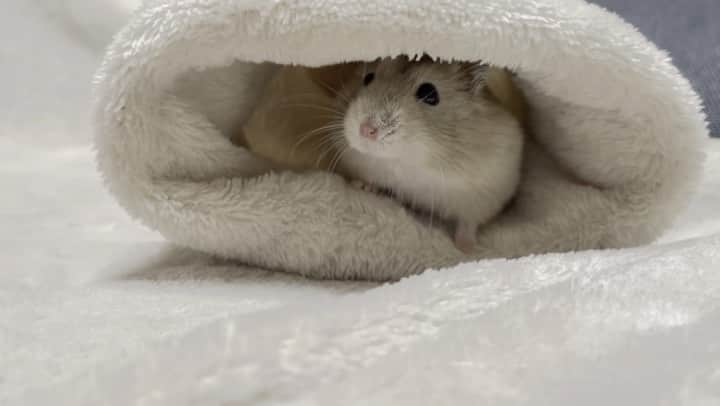 hamster_mocoのインスタグラム