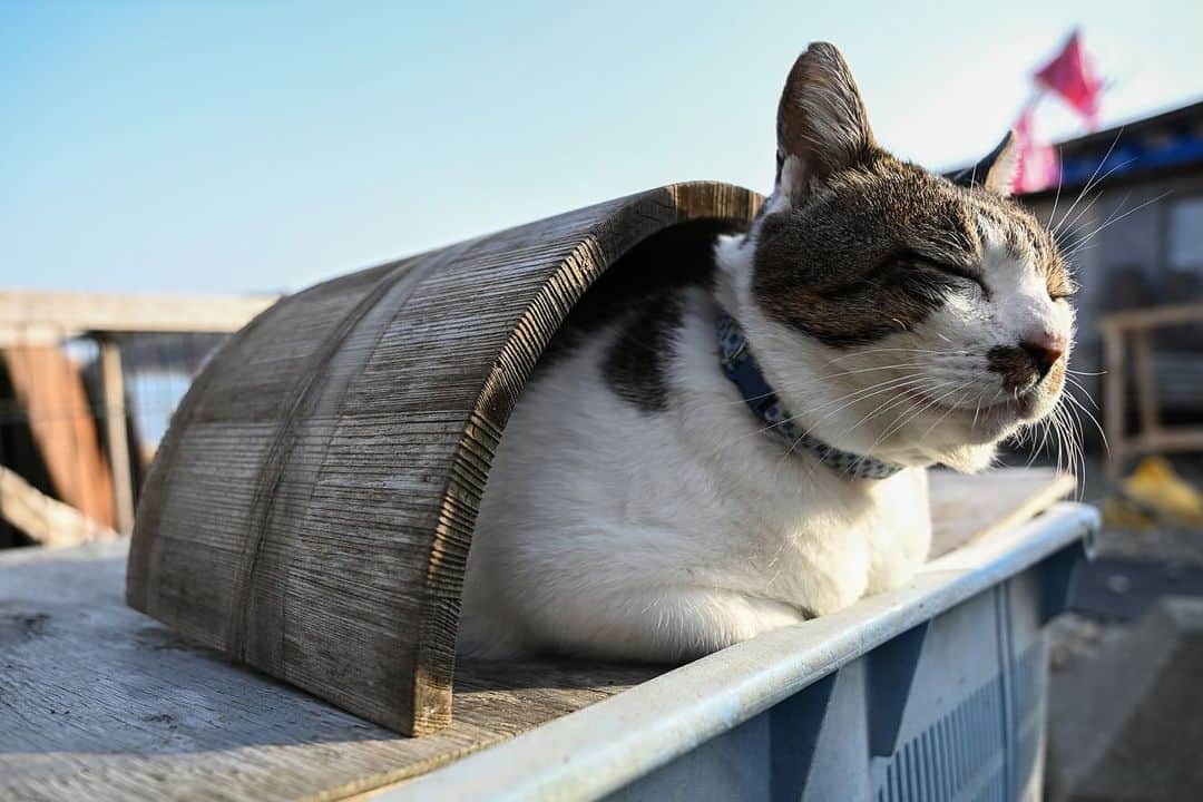 土肥美帆のインスタグラム：「😺 ・ 冬囲い  なまらガード✨  今日もご機嫌な1日をだべや(=･ω･=)🍀  【イベント】 ⚫︎12月8日〜14日 銀座　富士フォトギャリーでグループ展 「ねこ写真展」（9日〜12日在廊予定） ⚫︎12月12日 よみうりカルチャーで1日講座 猫写真家 沖 昌之×土肥 美帆トークイベント 「猫写真で笑顔を増やすことはできる？」 ⚫︎15日〜20日 富士フイルムフォトサロン 札幌で 企画展「気ままなボス猫ケンジ」  オールケンジです。 よろしくお願いします❤️」