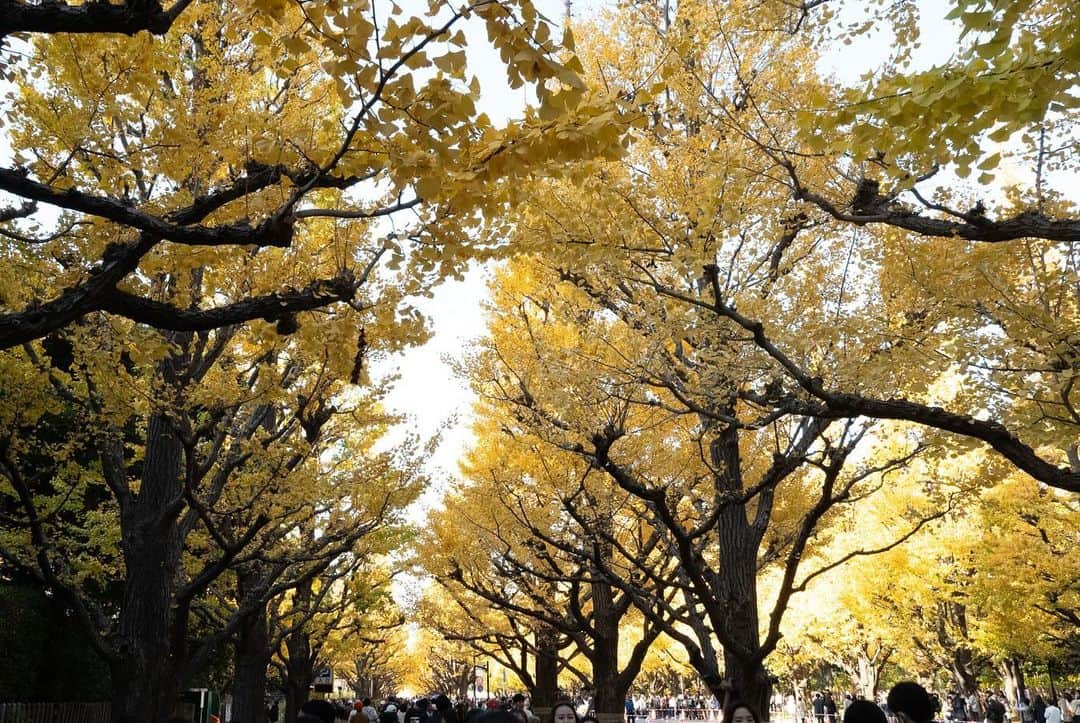 LiSAさんのインスタグラム写真 - (LiSAInstagram)「昨日吸い込まれるように歩いた銀杏並木🍂 黄色く染まる季節がやってきた。」11月30日 12時06分 - xlisa_olivex