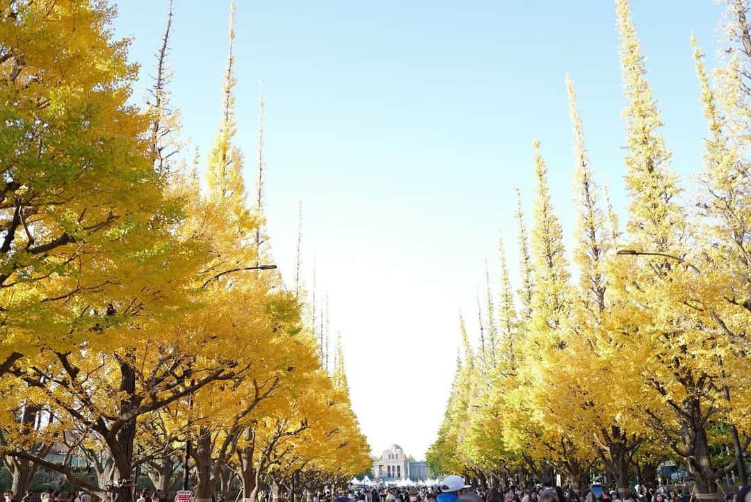 LiSAさんのインスタグラム写真 - (LiSAInstagram)「昨日吸い込まれるように歩いた銀杏並木🍂 黄色く染まる季節がやってきた。」11月30日 12時06分 - xlisa_olivex