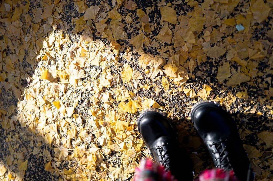 LiSAのインスタグラム：「昨日吸い込まれるように歩いた銀杏並木🍂 黄色く染まる季節がやってきた。」