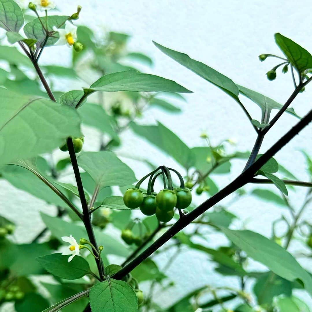 坂崎幸之助さんのインスタグラム写真 - (坂崎幸之助Instagram)「ベランダの隅に見覚えのない植物が🪴  春に亀さん用のレタスを植えたプランターを放置してたら、勝手に育っていました🤣 これはトマト？イモ？🤔 下のは雑草？🌿🍀🌱  何だか愛らしいので見てみて😻  #ベランダ #ガーデニング #家庭菜園 #プランター  #レタス #リクガメ #草食 #トマト #ジャガイモ #自然の力 #緑 #green #雑草 #草 #grass #weed #癒し  #iPhone15pro #昨日は大宮ソニック #さすが👍 #ありがとう🤩 #今年もあとひと月だ💦」11月30日 12時19分 - kohnosukesakazaki