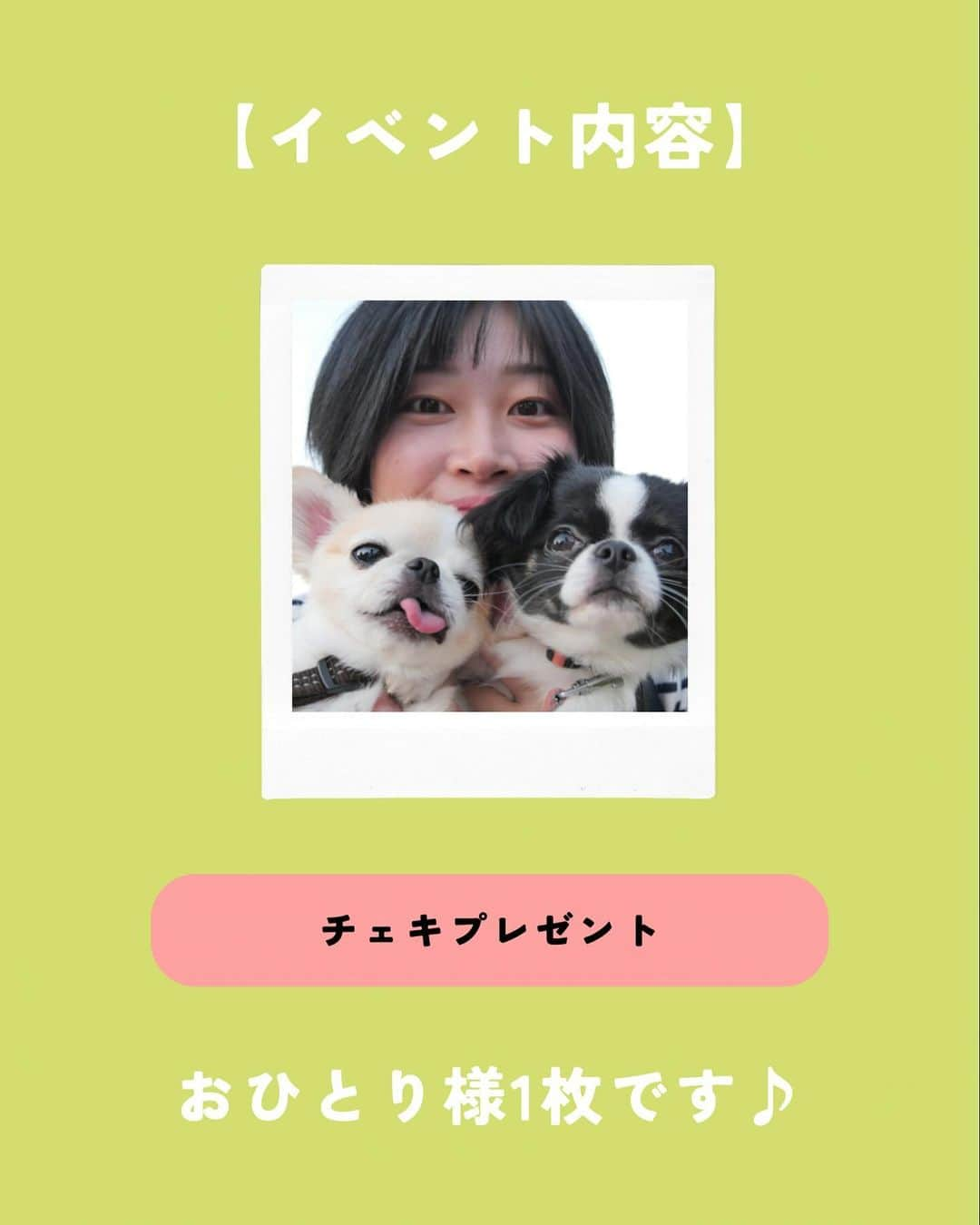 下平夏奈さんのインスタグラム写真 - (下平夏奈Instagram)「いよいよ🐶🎄🎁  2023年12月2日(土) 14:00〜16:00 ピノBirthday & X'mas ホームパーティー  📍東京都両国 @rcafe192 にて開催します🌟  年に1回のバースデーイベント！ 参加してくださる方の最高の思い出になるように✨ 毎日考えて、毎日話し合って、準備を進めてきたイベントです☺️  当日は、参加してくださる皆さんと一緒に 楽しい時間を過ごせたらと思います♪  イベントの様子を 12/6(水)のYouTubeに投稿予定です🌟 遠方で来られなかった方やご都合が合わなかった方は ぜひYouTube動画をお楽しみいただけたら嬉しいです！  ＊  ピノのBirthdayイベントを開催するにあたり ご協力いただきました企業様をご紹介いたします🙏  - ご協賛企業様のご紹介 -  🐶株式会社コックス様  イベントフォトブース展示品・参加者全員プレゼント   @lbc_official_  ・キャンバス シキリミニトート  ・ブロックファーフラップ ツキトート ・ツイードフラップ ツキトート   @pluffy_family_lifestyle ・PLUFFYムニュムニュチェーン    🐶BIOLY様 イベント参加ワンちゃん用のプレゼント  @bioly_pets  ・フリーズドライ納豆ふりかけ   🐶snowflake様  イベント展示品、フォトブース  @snowflake1106   ピノBirthday クレイケーキ  イベント開催まで時間が限られている中、 ご協力いただきました関係者のみなさん✨ 本当にありがとうございました🙇‍♀️🙇‍♂️  ＊  イベント当日は、沢山写真を撮ったり、お話をしたり 皆さんと一緒に楽しめたらと思います！！！🐶🎄  イベントにご参加の皆様、 当日は気をつけてお越しください🌟  #オフ会 #ペキチワ #チワペキ #犬会 #ガウガウ犬 #お誕生日会 #クリスマスパーティー #ぬい活 #推し活 #PLUFFY #チワワ #ペキニーズ #Chihuahua #Pekinese #Birthday #Xmas #ペット可 #ペット可カフェ」11月30日 12時24分 - kana0412.sss