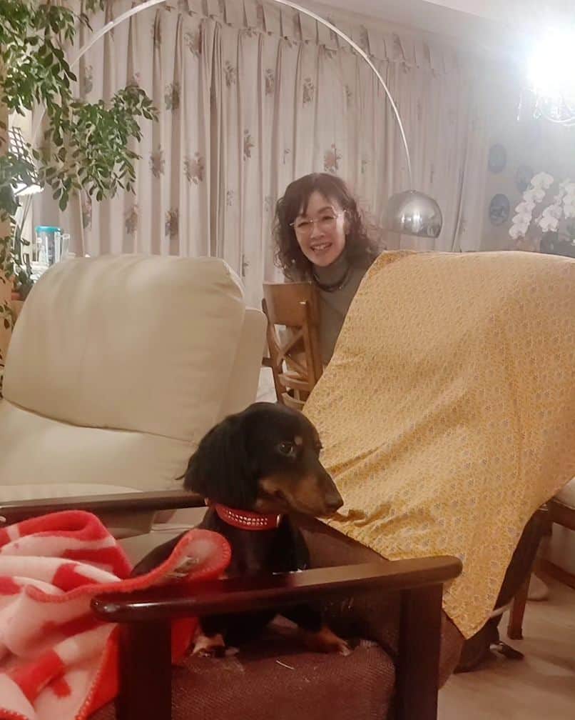 池上季実子さんのインスタグラム写真 - (池上季実子Instagram)「同級生集合❣️ ワイワイ忘年会❣️望年会です❣️ 宏美の(岩崎宏美さん)のお家にサッコ(伊藤咲子さん)と伺いました。 お鍋つつきながら、いつもの事ながら、喋る✨笑う喋る✨笑う✨超弾丸talk‼️ あんな事やこんな事、3人だけの内緒話いーっぱい‼️どんな話かって？決して教えられません(笑) デビューと頃から、10代から知り合って約50年のお付き合い❣️本当に有難い事です。 「3人で何か仕事やりたいねー」とか(まだ一度も3人で仕事がした事が無いのです)、 「3人でゴルフ行きたいねー」とか、 まだまだ、やりたい事もいっぱいです。 これからも元気に末長くお付き合いしたい大切な大切な友人達です。 宏美の誕生日プレゼント🎂にシンバくん(溺愛犬)のベッドを！シンバくん、気に入ってくれた様で良かったわ～🤗  #岩崎宏美 #伊藤咲子  #同級生  #ダックスフンド  #誕生日プレゼント」11月30日 12時27分 - kimiko_ikegami_actress_japan