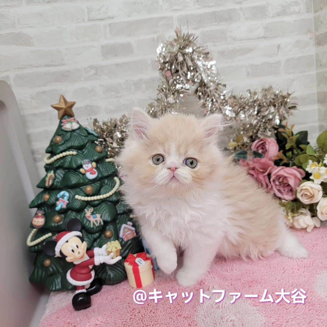 マンチカン(munchkin)キャットファーム大谷のインスタグラム：「Sさまご契約にゃんこちゃん🐱❤️  ﾟ+*:;;:*　*:;;:*+ﾟ　ﾟ+*:;;:*　*:;;:*+ﾟ  お店は、月・木曜日が定休日です。 現在、完全予約制になっておりますので ご来店される際はお店へお電話かメールにてご連絡くださいませ🙇‍♀️  お待ちしております🎵  ﾟ+*:;;:*　*:;;:*+ﾟ　ﾟ+*:;;:*　*:;;:*+ﾟ #キャットファーム大谷#まんちかん#マンチカン#サイベリアン#ネコ#こねこ#にゃんこ#猫ちゃん#ねこ部#ニャンスタグラム#猫#ねこ#子猫#モフモフ#モフモフねこ#ミヌエット#短足#ねこすたぐらむ#愛猫#かわいい#ふわもこ部#猫のいる暮らし#マンチカンブリーダー#ミヌエットブリーダー#cat#catsgram #catsofinstagram#instacat#picneko」