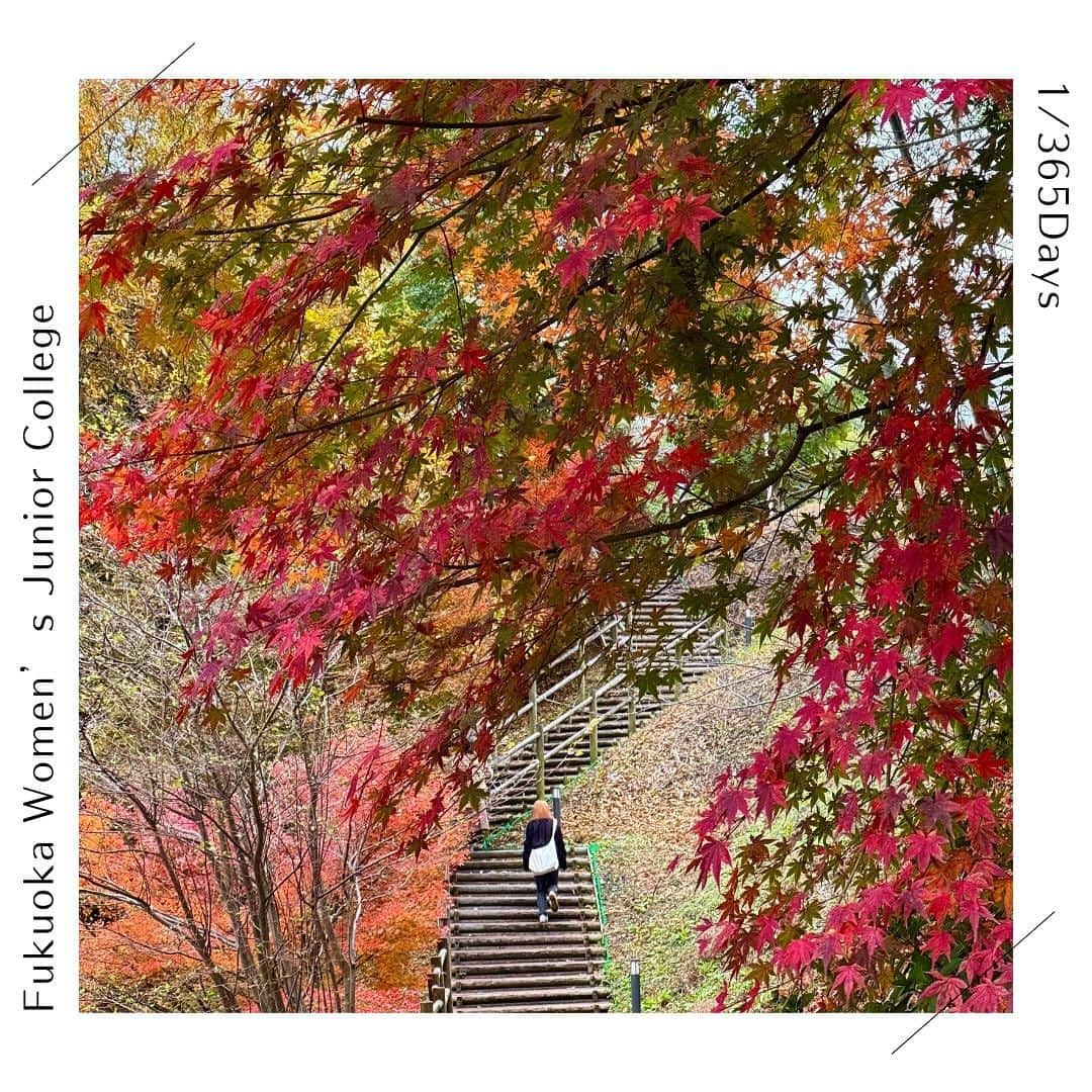 福岡女子短期大学さんのインスタグラム写真 - (福岡女子短期大学Instagram)「💠1/365 Days  こんにちは、福岡女子短期大学です。 キャンパス内の紅葉は今が見頃🍁 今朝通学風景と一緒に撮影しました。 撮影に協力いただいた皆さん ありがとうございました。  この投稿をご覧になって 「いいね👍」「役に立った」と思われた方は、  @fukuoka_wjc をフォローをお願いします🥺  ========[ お知らせ ]======== 福岡女子短期大学の資料 （大学案内📕学生募集要項）を 無料送付中です。 プロフィールのリンクから お気軽に申し込みください🌟 =========================  子ども学科/健康栄養学科 音楽科/文化教養学科  福岡女子短期大学 住所：‪‪‪‪福岡県太宰府市五条四丁目16番‬1号‬‬‬ tel：‪‪‪092-922-4034‬‬‬（代表)  #福岡女子短期大学 #ストリートスナップ #紅葉2023　#スナップ写真  #写真好きな人と繋がりたい  #ダレカニミセタイケシキ  #イマソラ #写真好きな人と繋がりたい #アオハル　#通学 #青春フォトグラフ」11月30日 12時34分 - fukuoka_wjc