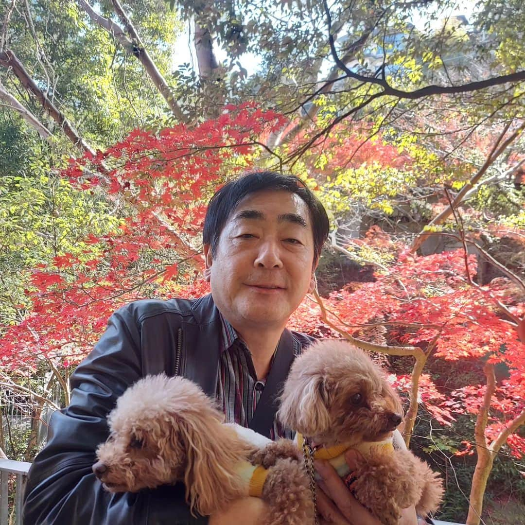 竹内都子さんのインスタグラム写真 - (竹内都子Instagram)「湯河原温泉に紅葉狩り🍁 小洒落た遊歩道なんか出来てて 気持ちいい🍁❗ ワンコたちは全然興味無いけどね😆😆  #湯河原  #紅葉狩り  #惣湯テラス  #遊歩道  #犬の散歩  #鬼滅の刃  #万葉公園  #竹内都子」11月30日 12時45分 - miyako_ciao