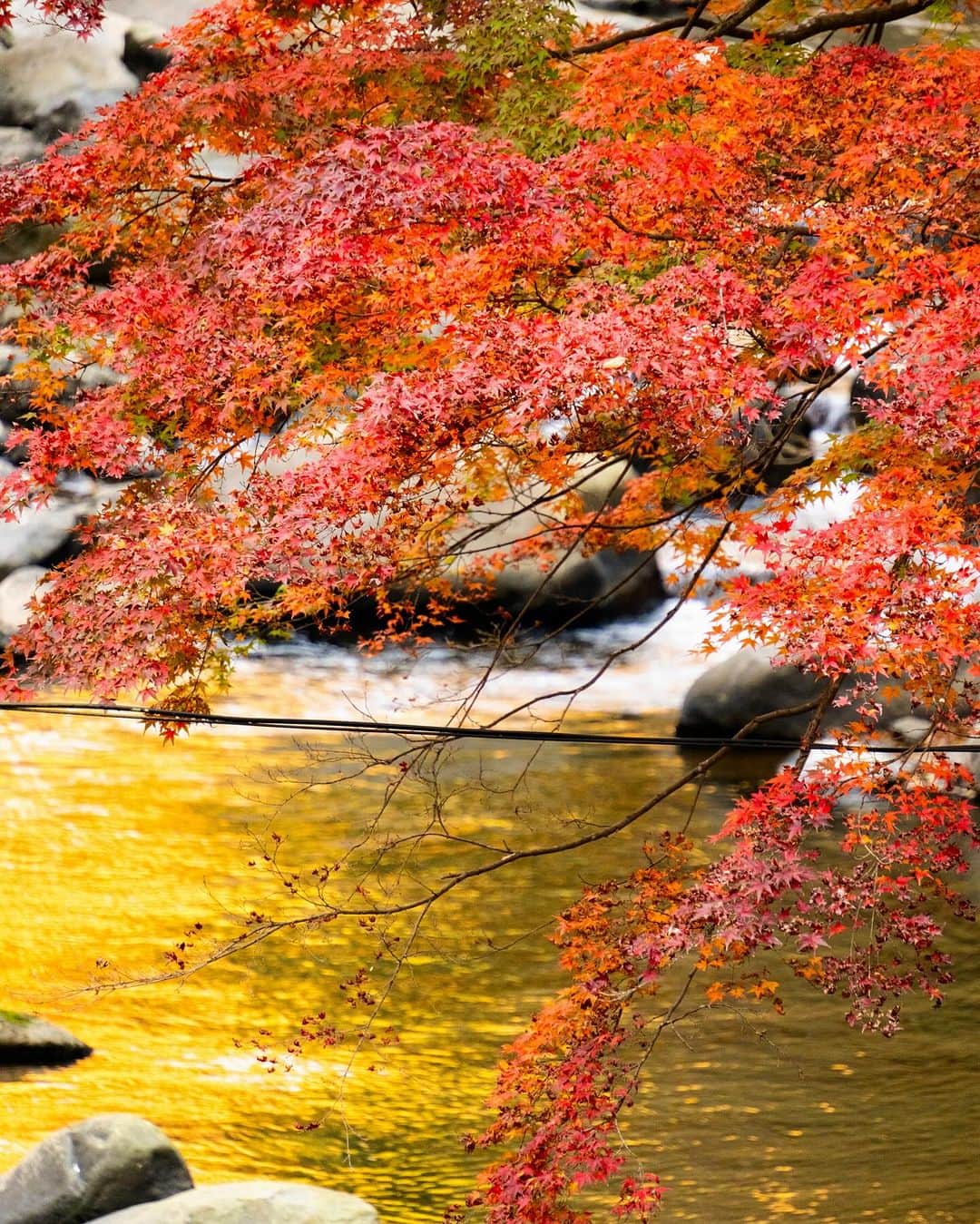 豊大槻のインスタグラム：「Camera: X-H2 300mm f6.3 SS1/100 ISO800 ・ ・ 夕方のもみじイイ ・ ・ #もみじ  #紅葉  #夕景  #川  #木々に囲まれて  #風景  #自然  #写真  #写真好きな人と繋がりたい  #カメラマン  #映像クリエイター  #花が好き  #自然が好き  #海が好き  #星空が好き  #癒し  #autumnvibes  #maple  #view  #evenigview  #healing  #photo  #river  #photography  #nature」