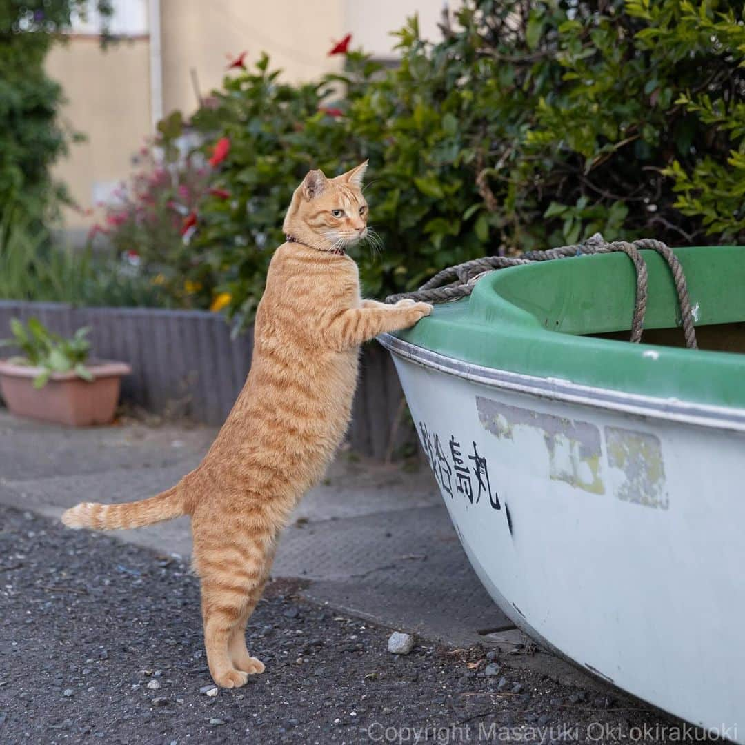 Masayukiさんのインスタグラム写真 - (MasayukiInstagram)「凛。  #cat #ねこ #猫 #東京カメラ部 #nekoclub  #yourshotphotographer  #my_eos_photo」11月30日 12時44分 - okirakuoki