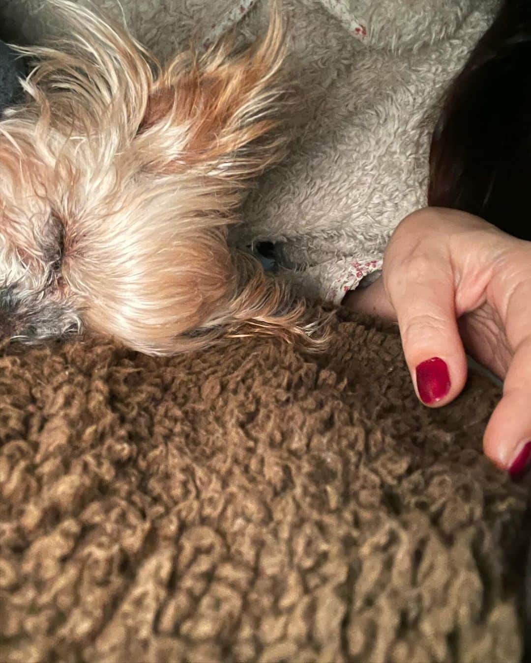飯島直子さんのインスタグラム写真 - (飯島直子Instagram)「こんにちは^ - ^♪  こちらは今日も晴天です  季節外れの紫陽花がキレイに咲いてます すっとこどっこいですね^ - ^  ここ数日、お湯のありがたみを肌で感じています  エコキュートの寿命は10〜15年と言われてます  うちは16年  納得するしかないですね^ - ^  年末年始までかかったらどうしようと  白目むいてます  だれか風呂かして^_^  27.28.29日のへんじすこしです＾＾  かずりんhappydays誕生日おめでとう♪ 今日はお祝いかな^ - ^健康に気をつけて ステキな一年になりますように♪  サンディ55才誕生日おめでとう♪ 呑んで楽しんだかな^_^？お年頃だけど体調は大丈夫？健康に気をつけてステキな一年にしてね♪  miyuki50才誕生日おめでとう♪ 五十代も楽しいよ^ - ^一緒に楽しもう！カラダに気をつけステキな一年になりますように♪  kaz_9.4息子ハーフバースディおめでとう♪17年ぶりの赤ちゃん♡兄妹も喜んでるね♪体調は大丈夫かな？カラダに気をつけ みんなの力借りて子育て頑張ってね♪  ともこティフちゃん9才誕生日おめでとう♪きっと今はもっとかわいいね♡ 将来が楽しみだ^ - ^ともこいつもありがとう♪  娘ちゃん大丈夫かな？若い時は生理痛はげしいよね…大事にしてね（ ; ; ）くんさん！  フレア！いつもありがとう♪  ちぃ坊復活！良かった良かった(*´∀｀*)  無事生還！心配してたよ！おかえり！ハレアカラ♪  みぃーん♡♡  みか茶も大食い^ - ^おそろい  昔は近くに銭湯があったからよく行ってたよ、プラスチックのカゴにセット入れてね ゆきみ！  日本舞踊再開！叔母が先生なんてスゴイな ^ - ^おさらい舞台頑張ってね！尚子♪  miekitayamaありがとう♪  ちーちゃん！大丈夫？！  あや！ありがとう^ - ^  仕事帰りに襟足剃ってキレイさっぱり^_^ 仕事なんてうまくいかない事あるある 気にせずファイト♪ゆうちゃん！  へバーデン大丈夫かな？あまり痛かったらやっぱり病院に行った方がいい、お互い大事にしようね、しのぶ！  人生色々…だな…指、どうした？！としこ！  マナ！近くだったらラミーとごはん食べにいくよ笑！  恵♡いつもありがとう！  みいmi_ライブ^ - ^ありがとう♪ 会場で会えるね！  正志！いつもありがとう！  star.star母照子さん来月人口股関節手術 お母さんの手術成功ココロから一緒に祈るよ^ - ^あなたもお母さんのサポート頑張ってね٩(๑❛ᴗ❛๑)۶応援してる！  芝桜♡疲れた顔してた？年だね…笑 いつもありがとう！  今朝はは残りメシおにぎり  味噌汁(三日目)  やっと木曜日です  今夜はヒデナイトなのでへんじができないけど、またなう写真送るね  今日もほどほどにがんばろうね( ´ ▽ ` )ﾉ♡」11月30日 12時57分 - naoko_iijima_705_official