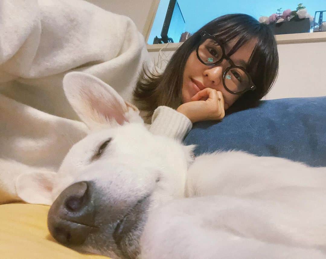 伊倉愛美のインスタグラム：「トト0.5歳、色んな意味で だいぶ大きくなった🐕 ココは相変わらず面白可愛い☺︎  #元野犬 #白い犬 #cocoandtoto #保護犬を家族に」