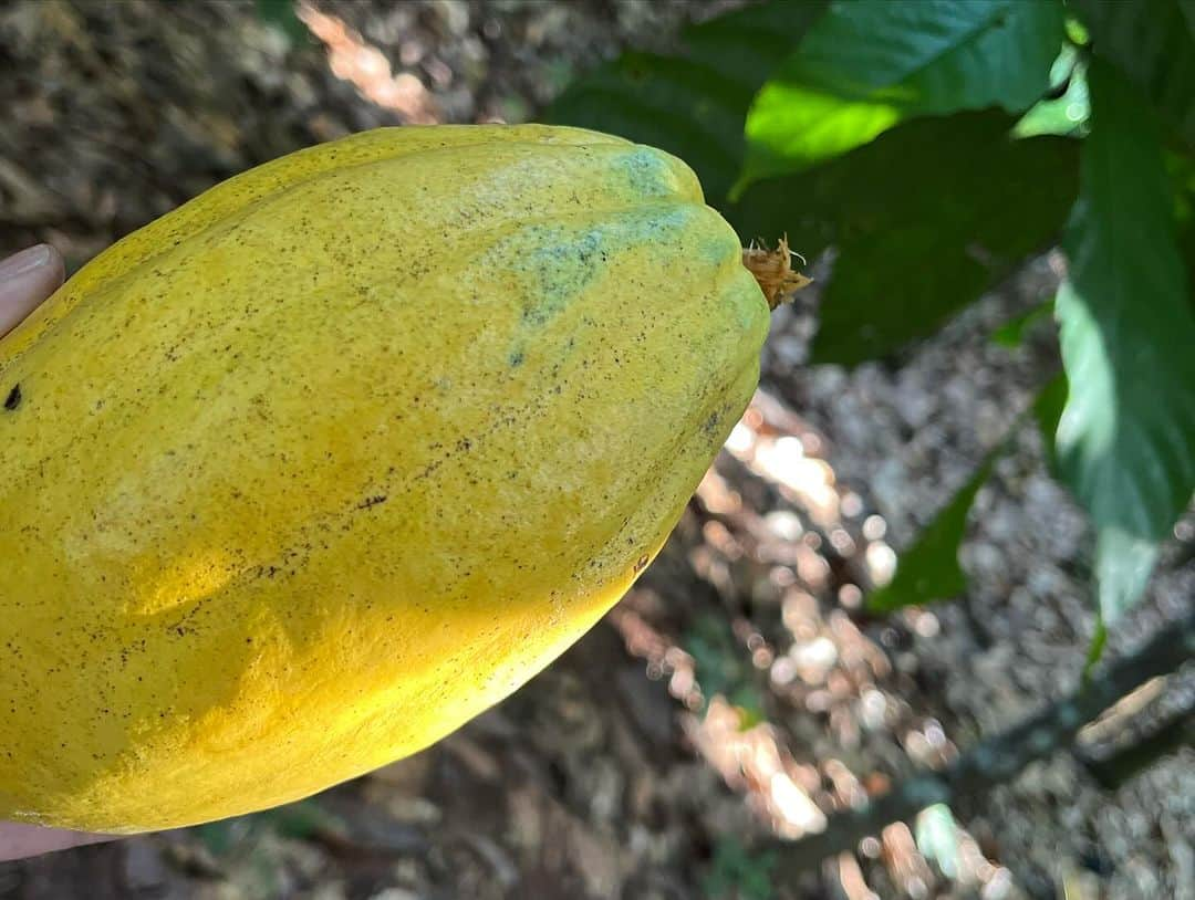 市川歩美さんのインスタグラム写真 - (市川歩美Instagram)「ガーナのカカオ農家のお宅にて🌱  ご家族の取材後に。（一枚目） このお宅には電気も水道もありませんでした。  子どもたちが通う、学校の方々のお話も貴重なもの。ガーナ取材では、考え、感じ入ることだらけです。（2、3枚目）  今日もホテルから３時間かけて農園やカカオの研究機関へいってきます！！⭐️  #チョコレート #チョコレート大好き  #ショコラ #チョコレート好きと繋がりたい  #chocolate  #ilovechocolate  #chocolat #chocolatelovers  #chocolate #ガーナ #カカオ #Ghana キャプションを入力…」11月30日 18時36分 - ayumichocolat