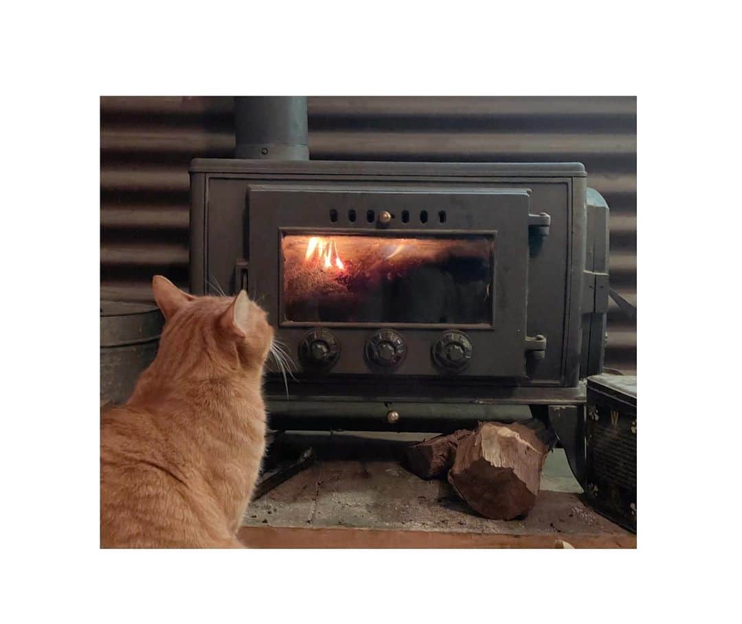 甲斐麻美のインスタグラム：「🔥🔥🔥  火に夢中になるのは 猫も同じなのだろうか  寒くなり 今年も薪ストーブの出番が始まった  毎晩hatoさんが手慣れた手つきで火をつける  窓綺麗にしなきゃだね  特にサンちゃんは よく薪ストーブの火を ボーっと眺めている  そんでわたしは ボーっと眺めているサンちゃんの姿を ボーっと眺めている  冬の楽しみ  #20231130 #kaicoの好日 #元保護猫 #保護猫を家族に #薪ストーブ #薪ストーブのある暮らし」