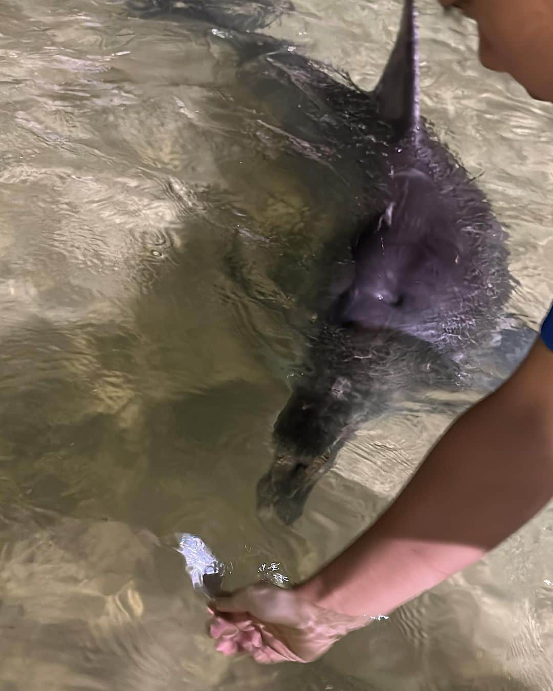 郭圈圈さんのインスタグラム写真 - (郭圈圈Instagram)「餵野生海豚🐬初體驗🥰🥰🥰 太可愛了啦😍 可以說是來 #摩頓島 的必參加活動 （也可以在旁邊棧板上觀看海豚） （餵食海豚的費用比沒有的大概多了$1300） - 由於當天天氣不佳⋯整個下午真的超無聊 還很擔心下雨海豚會不會不來～🥹 （海豚是野生的，沒來的話也不會退款喔） 幸好最後有來～雖然天氣很冷還要下海🤣（大概不到20度+海風+我穿得很夏天）但還是很值得😍😍😍 （建議大家有要去的話記得穿短褲或短裙唷！穿長裙的話應該蠻悲劇🫠）（我想說我裙子應該夠短了，結果我腿更短🤣幸好內褲沒濕） - 第二個影片是我的餵海豚視角🐬 真的好近喔🥰（聽說我在跟海豚自拍的時候，岸上的人都覺得我很有趣🤣） 第三個是阿恩在岸上幫我拍的💙 謝謝老公帶我們母子倆去看海豚😘 - 我們這行程是在trip.com上面訂的 也給大家參考唷🚢 去程是很大台很穩開很慢的郵輪 回程的船我們搭到的是小船 比去程的晃但也比較快」11月30日 13時13分 - helloiamlea