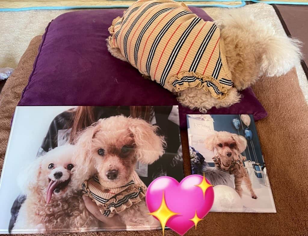 伊織涼子のインスタグラム：「先日撮ってもらった写真 パネルにしてもらった  姫さま誕生日の今日 届いた♥️  #トイプードル  #シニア犬  #保護犬   写真はカリナ」