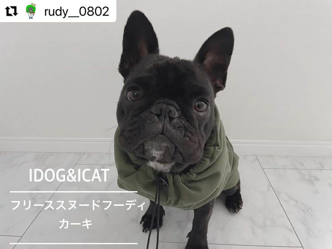 iDog&iCatさんのインスタグラム写真 - (iDog&iCatInstagram)「@rudy__0802 さま ・・・ . . . スヌードが一体型のお洋服です！ 首元も暖かく被って覆う事も出来ます♡  . . スヌードの内側はメッシュです！ ヒモで調整も可能です！わりとゆとりがあるのでお顔が大きい子でも入ると思います！ . . 注意⚠️して頂きたいのが紐が少し長めです。 特にお顔が小さい子はその分絞るので長くなります。 足にひっかかる場合があるので内側に入れる事をおすすめします！ . . . 重ね着も余裕で出来るしおすすめです♡♡ . . . ☆━━━━━━━━━━━☆  フリーススヌードフーディ/カーキ 　   ☆━━━━━━━━━━━☆  #idogicat #idog公式アンバサダー  #フレンチブルドッグ #ふれんちぶるどっぐ #フレンチブルドッグのいる生活 #ブリンドル #フレンチブルドッグブリンドル #frenchbulldog #frenchbull #frebull #dog #犬のいる暮らし #はなぺちゃ #フレブル#ブヒスタグラム #成犬#犬 #3歳#癒し #犬バカ部 #犬好きさんと繋がりたい #犬好きと繋がりたい #犬ばか部 #犬好きな人と繋がりたい#프렌치불독 #ブヒブヒ倶楽部公式#法国斗牛犬#frenchies1  @buhibuhi_official」11月30日 13時24分 - idogicat