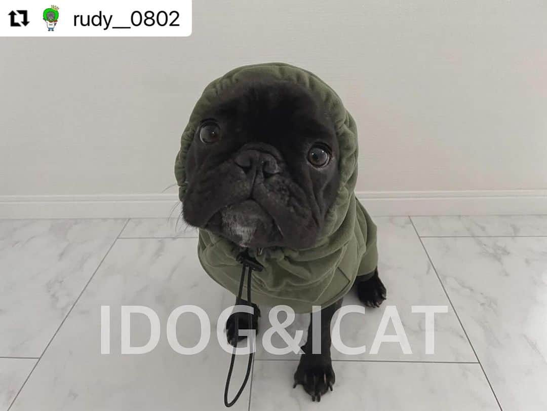 iDog&iCatさんのインスタグラム写真 - (iDog&iCatInstagram)「@rudy__0802 さま ・・・ . . . スヌードが一体型のお洋服です！ 首元も暖かく被って覆う事も出来ます♡  . . スヌードの内側はメッシュです！ ヒモで調整も可能です！わりとゆとりがあるのでお顔が大きい子でも入ると思います！ . . 注意⚠️して頂きたいのが紐が少し長めです。 特にお顔が小さい子はその分絞るので長くなります。 足にひっかかる場合があるので内側に入れる事をおすすめします！ . . . 重ね着も余裕で出来るしおすすめです♡♡ . . . ☆━━━━━━━━━━━☆  フリーススヌードフーディ/カーキ 　   ☆━━━━━━━━━━━☆  #idogicat #idog公式アンバサダー  #フレンチブルドッグ #ふれんちぶるどっぐ #フレンチブルドッグのいる生活 #ブリンドル #フレンチブルドッグブリンドル #frenchbulldog #frenchbull #frebull #dog #犬のいる暮らし #はなぺちゃ #フレブル#ブヒスタグラム #成犬#犬 #3歳#癒し #犬バカ部 #犬好きさんと繋がりたい #犬好きと繋がりたい #犬ばか部 #犬好きな人と繋がりたい#프렌치불독 #ブヒブヒ倶楽部公式#法国斗牛犬#frenchies1  @buhibuhi_official」11月30日 13時24分 - idogicat