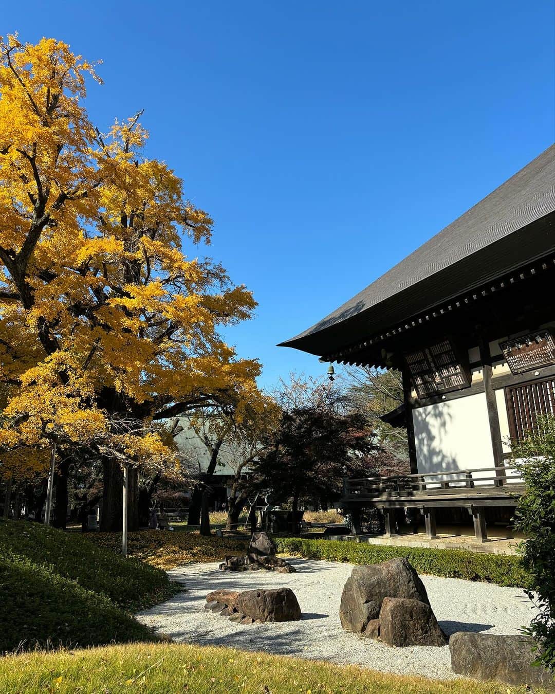 大和田獏さんのインスタグラム写真 - (大和田獏Instagram)「#ばくさんぽ 九品仏浄真寺の大銀杏❗️青い空に映えて綺麗でした。 紅葉はもう少しかな？ 今年も後ひと月！ 時の流れの速さを噛み締めながら、季節の美を愛でる幸せを噛み締めて。 世界の平和を祈ります‼️」11月30日 14時03分 - bakuowada
