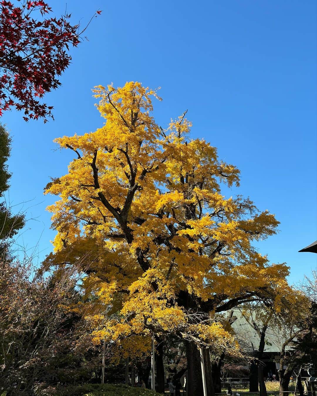 大和田獏のインスタグラム：「#ばくさんぽ 九品仏浄真寺の大銀杏❗️青い空に映えて綺麗でした。 紅葉はもう少しかな？ 今年も後ひと月！ 時の流れの速さを噛み締めながら、季節の美を愛でる幸せを噛み締めて。 世界の平和を祈ります‼️」