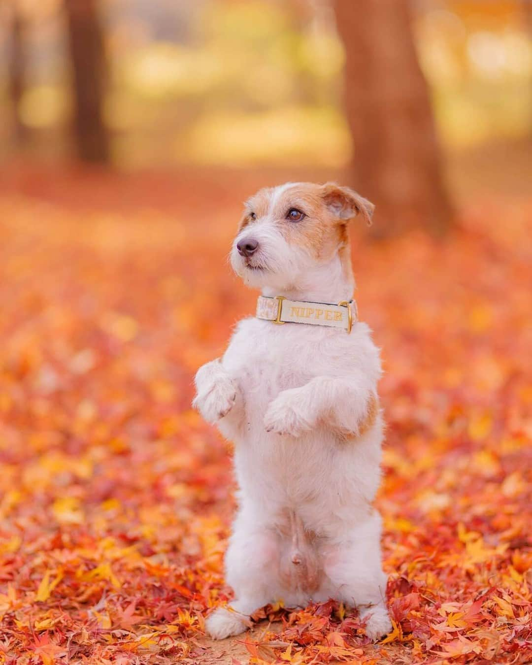 東京カメラ部公式さんのインスタグラム写真 - (東京カメラ部公式Instagram)「「INUくらぶ」Instagramアカウント（ @inuclub.jpn ）への @koba_min さんの投稿作品。シェア＆コメント大歓迎です。 .  @inuclub.jpn では、「 #inuclub_jpn 」「 #inuくらぶ_jpn 」をつけてInstagramに投稿された皆さんの素敵な犬写真を紹介中。カメラや写真がお好きな方は、どなたでも大歓迎です。 . ※皆様、政府、自治体など公的機関の指示に従った行動をお願いします。 東京カメラ部および分室では、写真を「見る楽しみ」を提供することを通して、微力ながら皆様にわずかな時間でも癒しをお届けしたいと思っております。 ※本アカウントは東京カメラ部がFacebook、Instagramのサービスを利用して運営しているもので、Meta社・Instagramとは一切関係ありません。 . 【ご注意ください】 東京カメラ部を名乗るなりすましアカウントが確認されています。東京カメラ部Instagramアカウントは、利用（投稿、閲覧）のために費用をいただくことはありません。 東京カメラ部に関連するアカウントは東京カメラ部（ @tokyocameraclub ）がフォローしているアカウントのみとなります。（tuchong_opensee除く） . Follow: @inuclub.jpn . #inuclub_jpn #inuくらぶ_jpn #tokyocameraclub #東京カメラ部 #Photo #写真 #カメラ」11月30日 14時00分 - tokyocameraclub