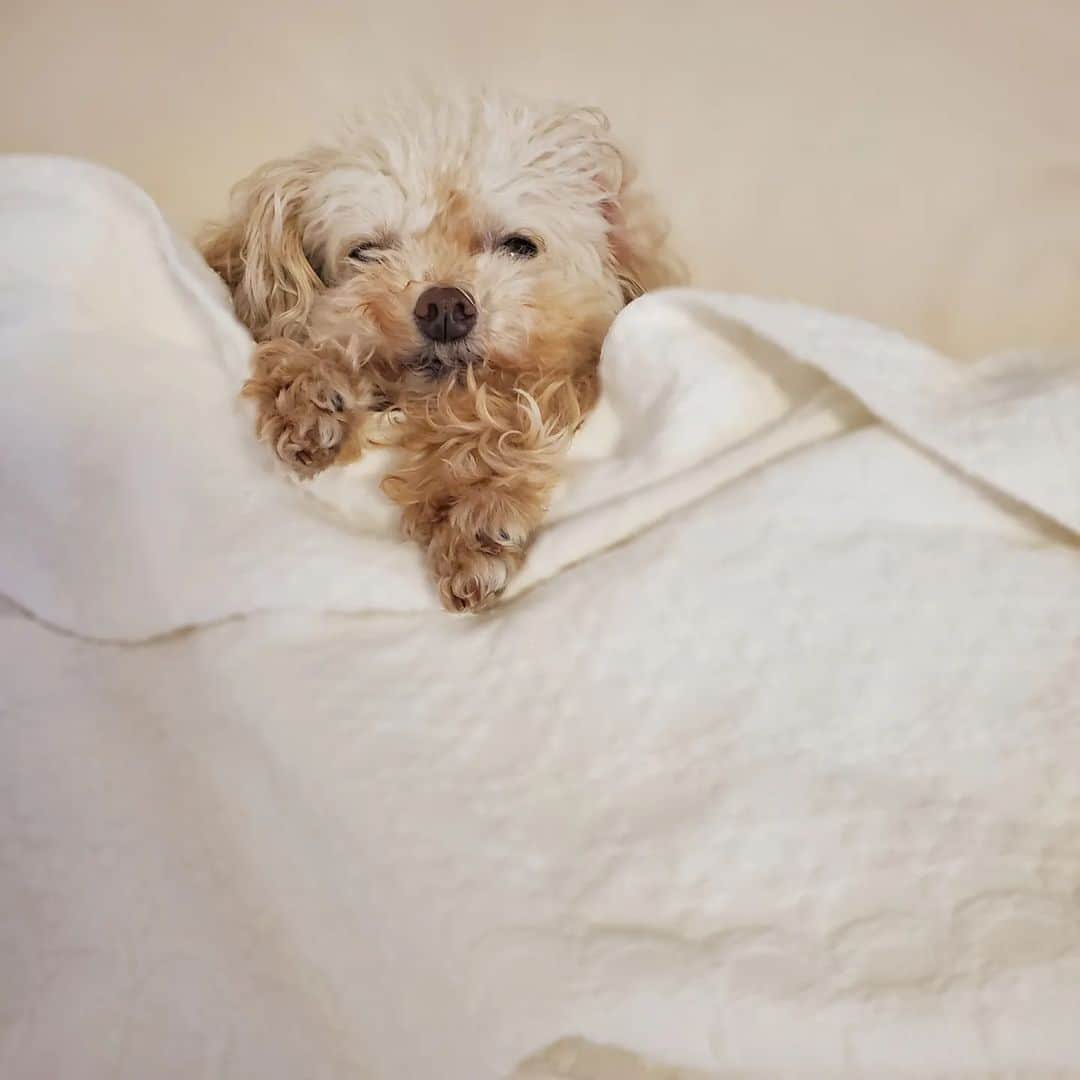 池田夏希さんのインスタグラム写真 - (池田夏希Instagram)「こむぎちゃんの寝起きドッキリ☀️ . 寒くなってくると寝起きが悪くなるこむぎちゃん🐶💤 本当人間みたいだし、6枚目の『まだ起きないってば』みたいな顔がなんとも言えない🤣💕(笑) 可愛すぎて写真におさめました♡ . #こむぎ #愛犬 #10歳 #シニア犬 #ティーカッププードル #ティーカッププードル女の子 #寝起きドッキリ #寒くなると #朝に弱い #なんともいえない表情 #愛おしい #犬のいる生活 #犬のいる暮らし #寝る時も一緒 #腕枕 #べったり #たまらない #いぬすたぐらむ #どっぐすたぐらむ #mydog #10yearsold #seniordog #teacuppoodle #wakingup #adorable #armpillow #doglover #teacuppoodlesofinstagram #dogstagram #dogsofinstagram」11月30日 14時28分 - natsukiikeda624
