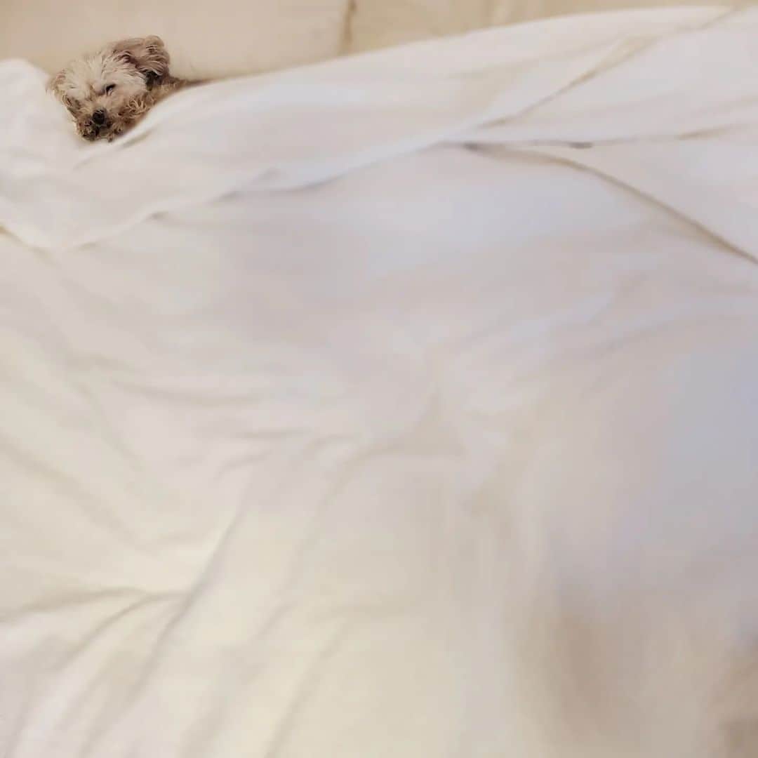 池田夏希のインスタグラム：「こむぎちゃんの寝起きドッキリ☀️ . 寒くなってくると寝起きが悪くなるこむぎちゃん🐶💤 本当人間みたいだし、6枚目の『まだ起きないってば』みたいな顔がなんとも言えない🤣💕(笑) 可愛すぎて写真におさめました♡ . #こむぎ #愛犬 #10歳 #シニア犬 #ティーカッププードル #ティーカッププードル女の子 #寝起きドッキリ #寒くなると #朝に弱い #なんともいえない表情 #愛おしい #犬のいる生活 #犬のいる暮らし #寝る時も一緒 #腕枕 #べったり #たまらない #いぬすたぐらむ #どっぐすたぐらむ #mydog #10yearsold #seniordog #teacuppoodle #wakingup #adorable #armpillow #doglover #teacuppoodlesofinstagram #dogstagram #dogsofinstagram」