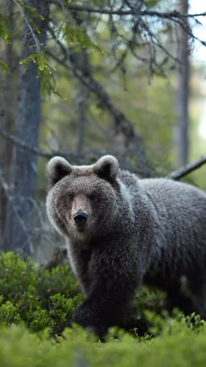 Discover Earthのインスタグラム：「@stuannorum captured a breathtaking moment 🐻  🌎 #DiscoverEarth with @stiannorum」