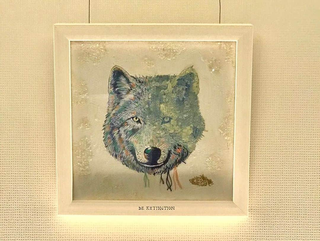 D[di:]さんのインスタグラム写真 - (D[di:]Instagram)「D[di:] MAI KUWAHARA アーカイブス展 HELLO　その9  札幌の時計台通りにあるアートホテル  CROSS HOTEL SAPPORO　 本日は、3Fレストランhacheでの展示風景について のつづき  ホテル内の２階、３階と数カ所に点在する形となる本展 ４ヶ月という長丁場の展示につき、ゆっくり見所をご紹介していきます  🎄レストラン利用や、ラウンジ利用がないお客様でも 15:30〜16:30の1時間だけ観覧していただけるようになりました！(2階ロビーはいつでも入れます) ご覧いただきたい方は、※ 2階フロントにてお声かけいただいてから、ラウンジへ、または3階にお上がりください🙏😋  ４面あるレストランの壁面のうちの一つの面には、Wolf De Extinctionシリーズの一部を展示しています 今回の展示では、2017年の作／3m弱の大型作品の一部分となる「３匹のオオカミ」と、2018年の作／Wolf faceを展示しています。 「３匹のオオカミ」のほうの額装は、北欧家具・木象嵌作家の島田晶夫氏の作です。@mokuzougan_jp  2017／The Wolves ／ 730✖️2922mm／for solo show『Crystallized Points of View』at hpgrp gallery Tokyo Aoyama 2018／Wolf face／273✖️273mm／オオカミ展 Vol.3 at Ebisu igao  オオカミについて語りたいことは過去の（2022年の6/7あたりのポスト）に少しコメントをいれておりますが  私は、 日本では、約150年前に人間の手によって絶滅させられたこの孤高の動物がいなくなったことが、いま、とんでもない生態系の崩れを起こしているという事実を知って以来、ディエクスティンクション＝絶滅した種を蘇らせること／本来は遺伝子の解読とクローン技術をもって行うことを、自分の作品内でおこなっているのだと思っています。  近年、日本中で問題になっている熊たちの人間界の出没率の増加も、頂点捕食者であるオオカミが山にいなくなったことの影響も起因の一つだといいます。  日本では約一世紀前に人間の手によって絶滅させられたオオカミたち→ が捕食することがなくなって増え続けている鹿の頭数増大により、日本の山や森林の植生が食い荒らされる→ 頭数が増えすぎて餌が足りなくなってしまった鹿たち、広葉樹林の木皮をむいて食べ始め広葉樹が減る→ 熊の餌である木の実が減るなど餌場があらされる→ 食べ物がなくなった熊たちは、都会の山を目指しさらに人里に降りてきてしまっている  鹿が木の皮を剥いて柔らかい部分を食べ尽くすと、木たちは死んでしまい、倒木してしまいます。 当然、そこに暮らしていた野うさぎ、野鼠たちも逃げ出し、それを餌にしていた、狐、フクロウなどの猛禽類も生きていけず、 森だった場所は裸地となり土砂崩れを起こし、海にながれこみ海も汚れてしまい、魚たちの生育域にまで影響をだしているという、バッドサイクルの雪崩を起こしているような状況なのです。  兎にも角にも、後先考えずにやっちまった人間の愚行、 オオカミに関する誤解を誘因しつづけるペローの「赤ずきんちゃん」に代表される寓話による偏見、 そして、たった一つの種を絶滅させるだけでこれだけの影響がでているという事実、  それらを、私が描いた作品を見てくれた人が少しでも耳を傾けてくれたらと祈りを込めて 制作しているシリーズです。  さて、今週末にはD[di:]によるワークショップがございます！ 当日とびこみ参加もOKなので、ぜひ、お時間ある方は、いらしてください！ また、ルーちゃんツリーの前で写真を撮り「#クロスでルーちゃんツリー」のハッシュタグをつけて、 インスタグラムに投稿してくれた方から抽選で10名様にD[di:]グッズをプレゼント！という企画も発動中！  クリスマスまでのひとときを、クロスホテルでともに過ごしましょう♪  クロスホテルのhache(アッシュ）ランチレポのつづき この日のスープは、カボチャのポタージュでした あわあわのなかに、こっくりとしたポタージュが隠れていましたよ 12月から、また新メニューにかわるらしいので、今からたのしみー （私は、12月に2回も予約入れちゃったw）  #sapporo #crosshotel #hokkaido #arthotel #hotelexhibition #plusartexhibition  #harmony #sapporoart #japaneseartist #maikuwahara #D #christmasevent #workshop #adventcalender #exhibition #whitebear #harmonicpaint　#kidsbook #picturebook #札幌ランチ　#札幌女子会ランチ　#ランチデート　#時計台ランチ　#札幌ホテルランチ　#おすすめランチ」11月30日 15時24分 - deeth