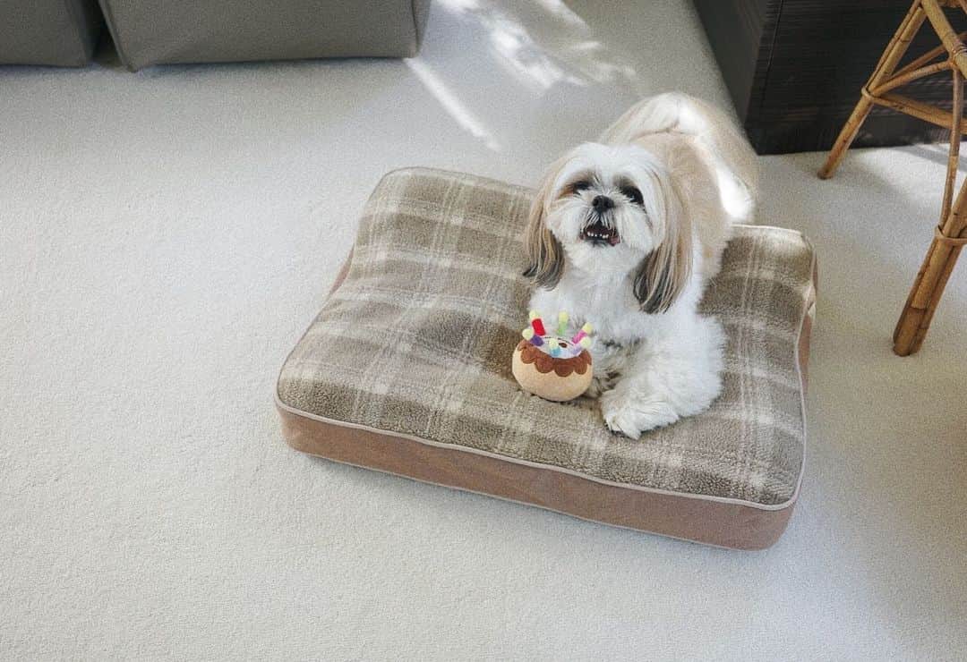 kazumiさんのインスタグラム写真 - (kazumiInstagram)「カブキの冬支度🐕 @llbeanjapan は犬ベッドにも 名前も入れられて嬉しい🩵💙 飼い主のサイズ計測ミスにより小さめ😂すまぬ。  誕生日に買ってあげたおもちゃが 最近のお気に入り🧁  #llbean#犬のいる暮らし#犬用ベッド#dog#シーズー #kazumiのおうち」11月30日 15時27分 - kazumi0728