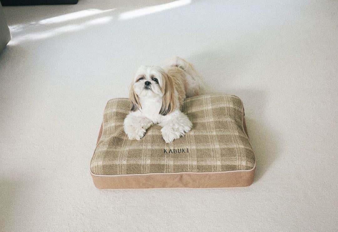 kazumiのインスタグラム：「カブキの冬支度🐕 @llbeanjapan は犬ベッドにも 名前も入れられて嬉しい🩵💙 飼い主のサイズ計測ミスにより小さめ😂すまぬ。  誕生日に買ってあげたおもちゃが 最近のお気に入り🧁  #llbean#犬のいる暮らし#犬用ベッド#dog#シーズー #kazumiのおうち」