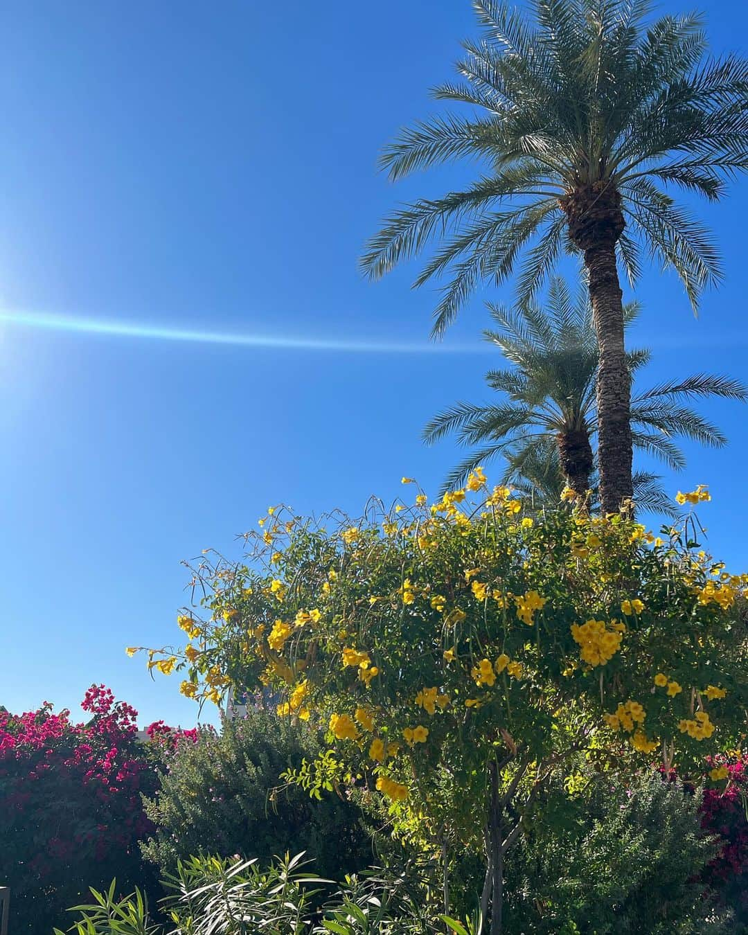 久慈暁子さんのインスタグラム写真 - (久慈暁子Instagram)「* 最近見た植物たちと Desert Botanical Gardenのランチ🌵🌞🌼 毎日快晴であたたかく 過ごしやすいです。 私の知っている限り 9月以来、雨が降っていません🪴笑 * #desertbotanicalgarden  #cactus #arizona」11月30日 15時44分 - kuji_akiko