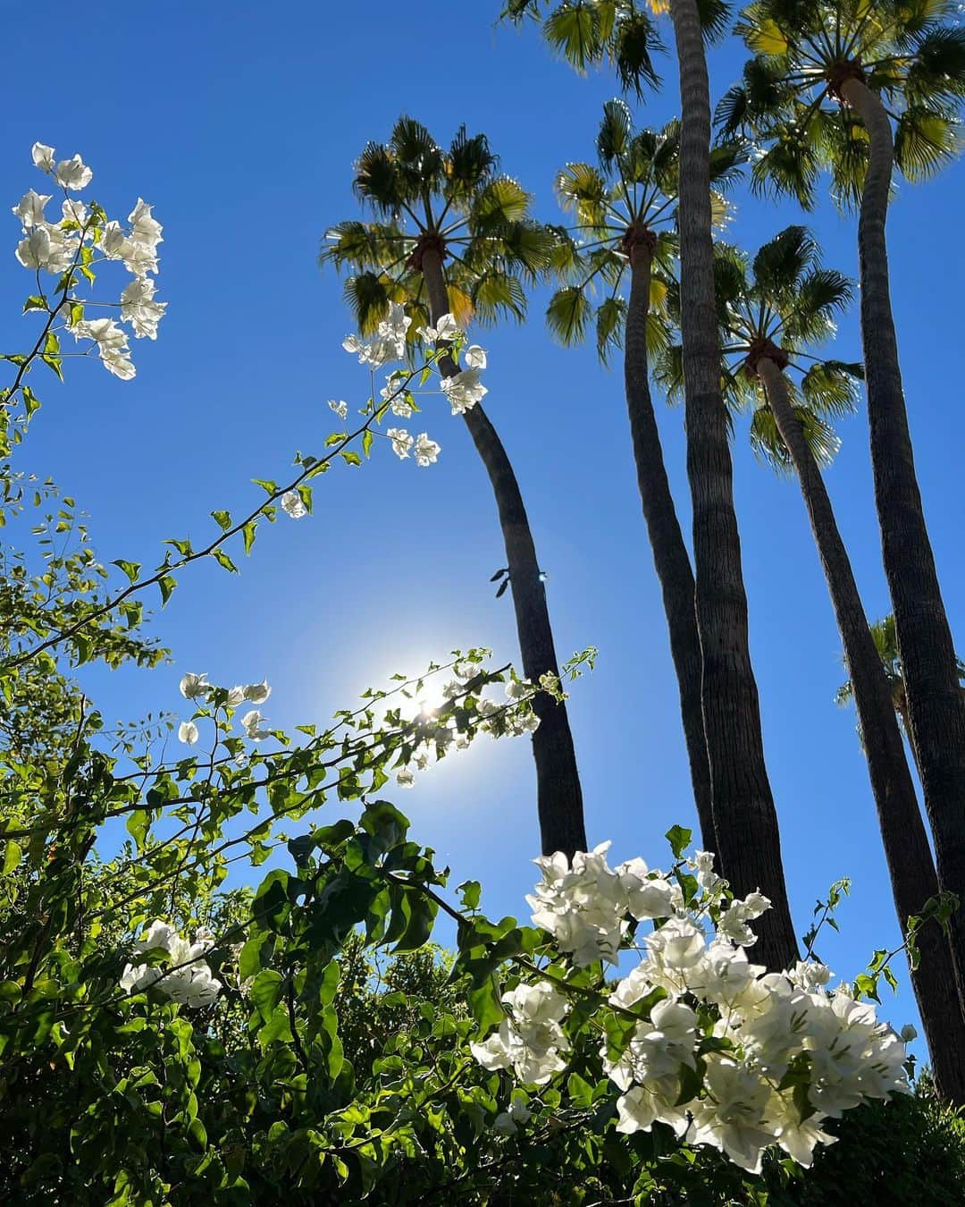 久慈暁子さんのインスタグラム写真 - (久慈暁子Instagram)「* 最近見た植物たちと Desert Botanical Gardenのランチ🌵🌞🌼 毎日快晴であたたかく 過ごしやすいです。 私の知っている限り 9月以来、雨が降っていません🪴笑 * #desertbotanicalgarden  #cactus #arizona」11月30日 15時44分 - kuji_akiko