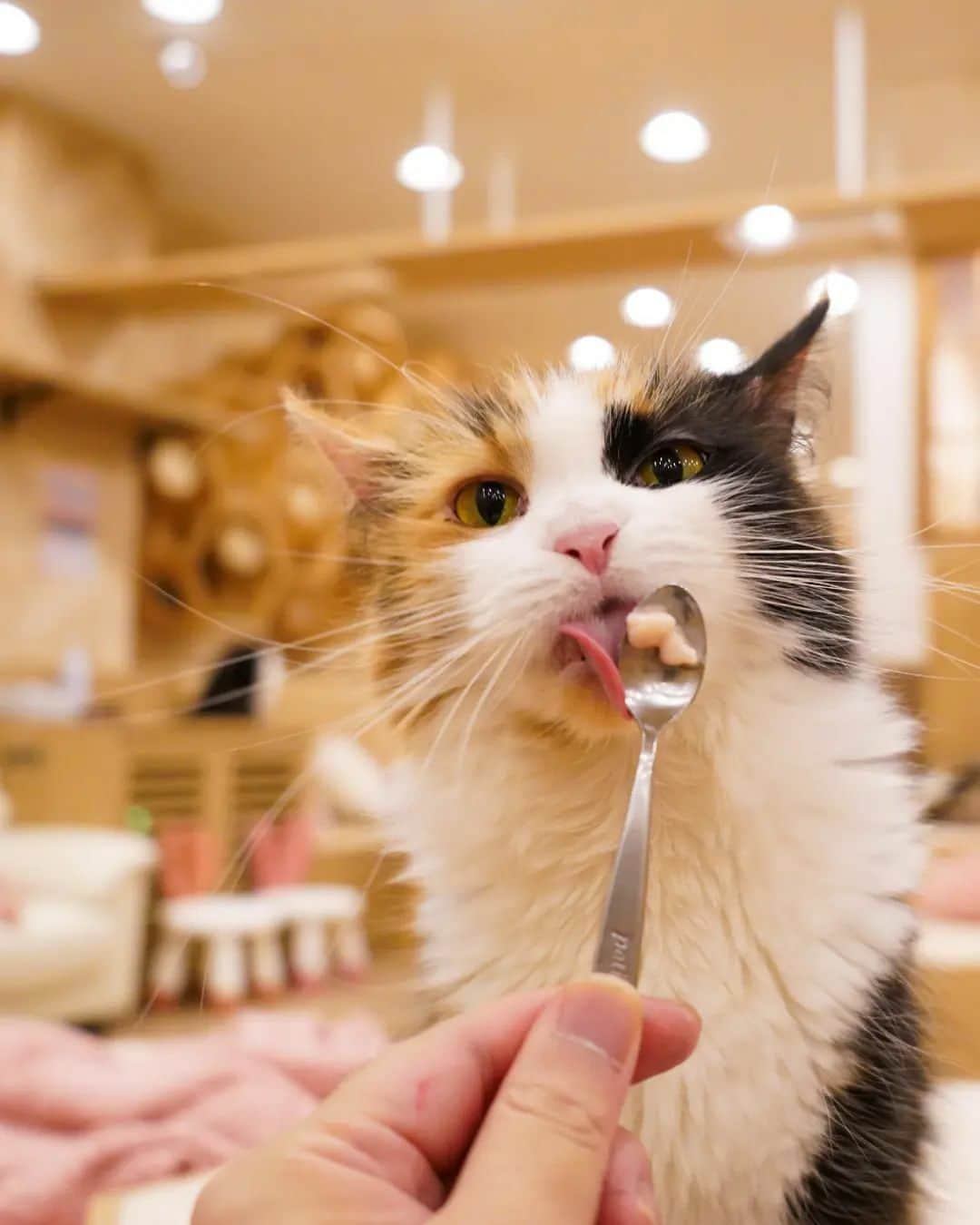 NEKOくらぶさんのインスタグラム写真 - (NEKOくらぶInstagram)「|| これからもいっぱい食べる君でいてね @chikuwa_puchimarry さんの作品ですにゃ（＝ΦωΦ＝） * いいね！＆コメント大歓迎！！ * #nekoclub #NEKOくらぶ #Japan #Photo #写真 #日本 #cat #ネコ #ねこ #猫  Follow: @nekoclub_jpn * ▼【廣済堂出版共同企画】NEKOくらぶの皆さまとつくる「NEKOくらぶ写真集」、発売中♪（＝ΦωΦ＝） ※詳細は本アカウント「 @nekoclub_jpn 」のプロフィールに固定しているハイライトから * ※当アカウントでシェアさせていただいた作品は、東京カメラ部YouTubeアカウントでも投稿者様のお名前入りでご紹介させていただく場合があります。これらの使用に関して原則通知は行いませんので、予めご了承ください。 ※各種法令、マナー、関係者の指示に従った撮影をお願いします。 *Please ensure that your photography adheres to all relevant laws, etiquette, and instructions issued by authorized persons. ※本アカウントは東京カメラ部がFacebook、Instagramのサービスを利用して運営しているもので、Meta社・Instagramとは一切関係ありません。」11月30日 16時00分 - nekoclub_jpn