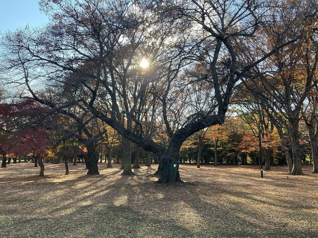 川江美奈子さんのインスタグラム写真 - (川江美奈子Instagram)「・ 美しい初冬の陽射し」11月30日 16時05分 - minakokawae