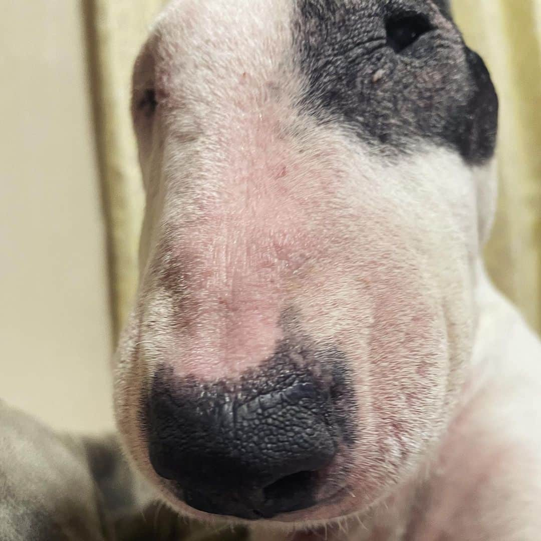 Q太郎さんのインスタグラム写真 - (Q太郎Instagram)「#minituru#bull#terrier#minibullterrier#miniturubullterrier#dog#dogstagram#cute#qtaro#love#family#ミニチュア#ブルテリア#ミニチュアブルテリア#Q太郎」11月30日 17時00分 - qtaro.jun