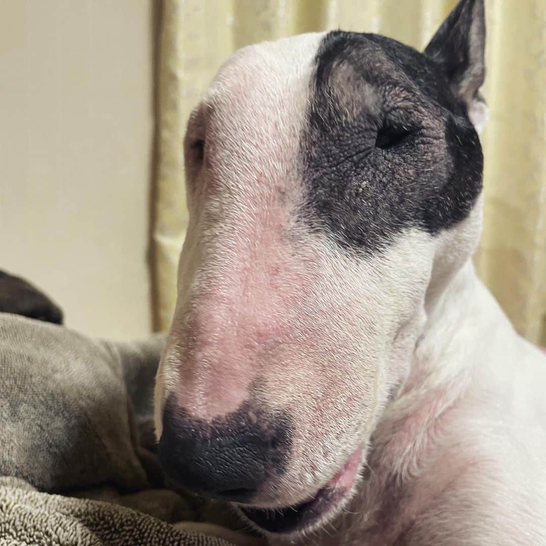 Q太郎さんのインスタグラム写真 - (Q太郎Instagram)「#minituru#bull#terrier#minibullterrier#miniturubullterrier#dog#dogstagram#cute#qtaro#love#family#ミニチュア#ブルテリア#ミニチュアブルテリア#Q太郎」11月30日 17時00分 - qtaro.jun