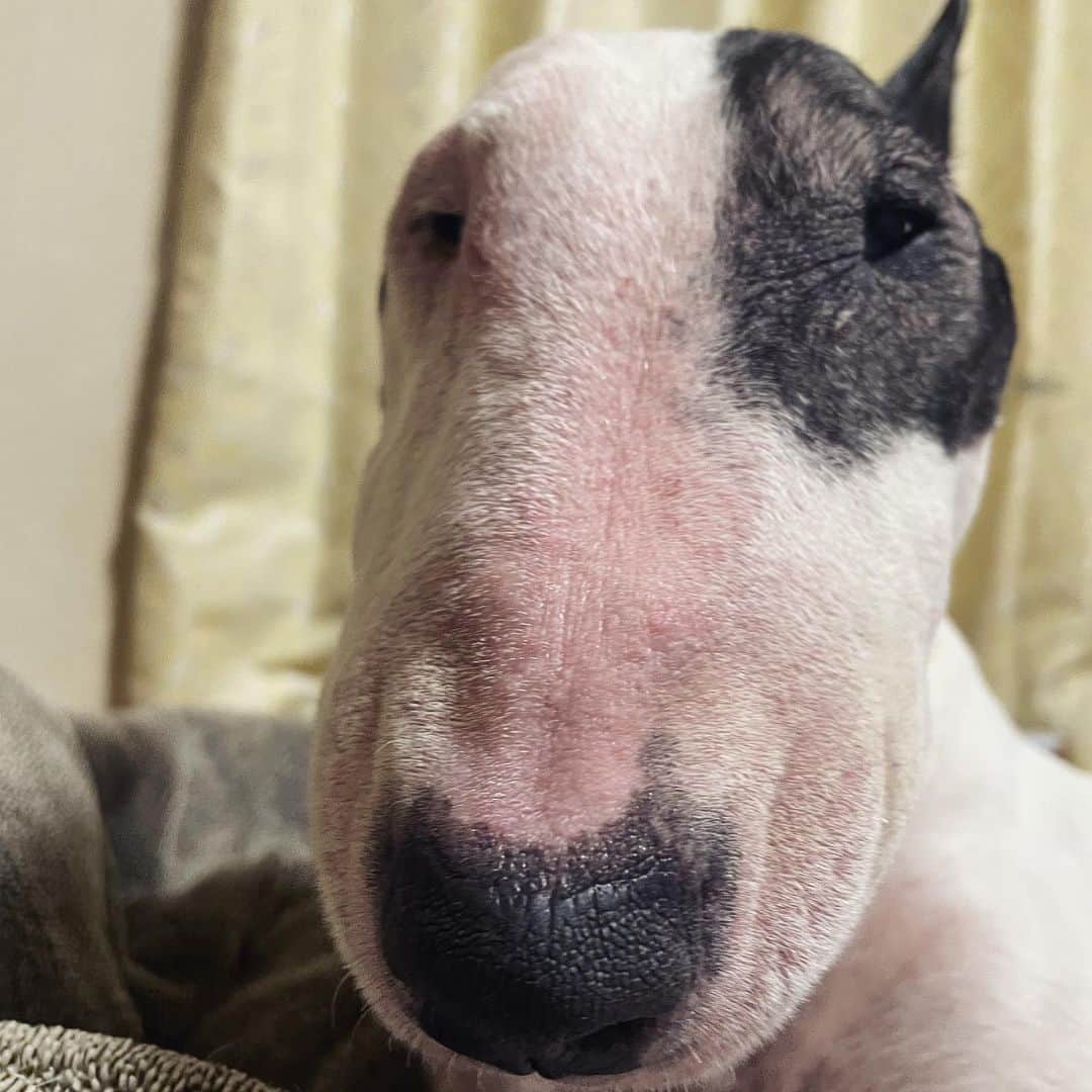 Q太郎さんのインスタグラム写真 - (Q太郎Instagram)「#minituru#bull#terrier#minibullterrier#miniturubullterrier#dog#dogstagram#cute#qtaro#love#family#ミニチュア#ブルテリア#ミニチュアブルテリア#Q太郎」11月30日 17時00分 - qtaro.jun