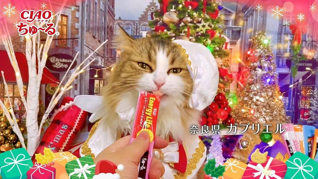 いなば CIAOちゅ～るのインスタグラム：「.  ／  2023年🎅  クリスマス篇TVCM完成🐾🎉  ＼   Merry Churistmas🎄   (メリーチュリスマス！)   たくさんのご応募ありがとうございました❣️  皆さまのおかげで全2本のクリスマス篇TVCMが完成いたしました㊗️🎁    まずはPart1のご紹介です！      ————🍰出演🍰————  奈良県　ガブリエル  神奈川県　じよん・ロンロン  新潟県　ゆき  愛知県　モモ  兵庫県　れお・ここ   16匹の猫ちゃんたち  —————————————     猫ちゃんたちと素敵なクリスマスを過ごせますように🌌✨     #MerryChuristmas #世界の猫を喜ばす #ちゅーる #ciaoちゅーる #ciaoちゅーるメーカー #めりーちゅりすます #クリスマス #Xmas」