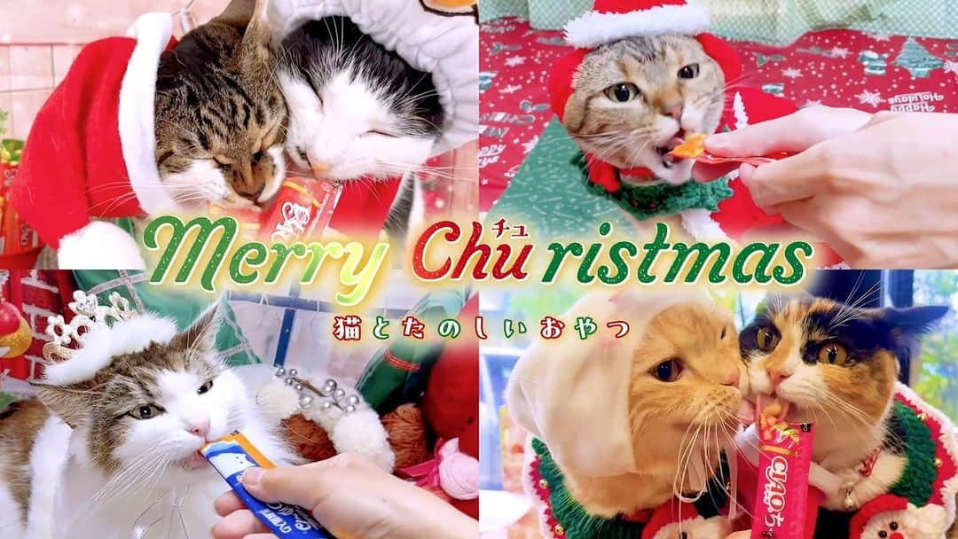 いなば CIAOちゅ～るのインスタグラム：「.  ／  2023年🎅  クリスマス篇TVCM完成🐾🎉  ＼   Merry Churistmas🎄   (メリーチュリスマス！)   たくさんのご応募ありがとうございました❣️  皆さまのおかげで全2本のクリスマス篇TVCMが完成いたしました㊗️🎁   つづいてPart2のご紹介です！   ————🍰出演🍰————  埼玉県　みー  東京都　ぴょんぴょん丸・ピエール・サンタ  埼玉県　マシュマロ・大福  神奈川県　くう  北海道　りん  15匹の猫ちゃんたち  —————————————     猫ちゃんたちと素敵なクリスマスを過ごせますように🌌✨     #MerryChuristmas #世界の猫を喜ばす #ちゅーる #ciaoちゅーる #ciaoちゅーるメーカー #めりーちゅりすます #クリスマス #Xmas」