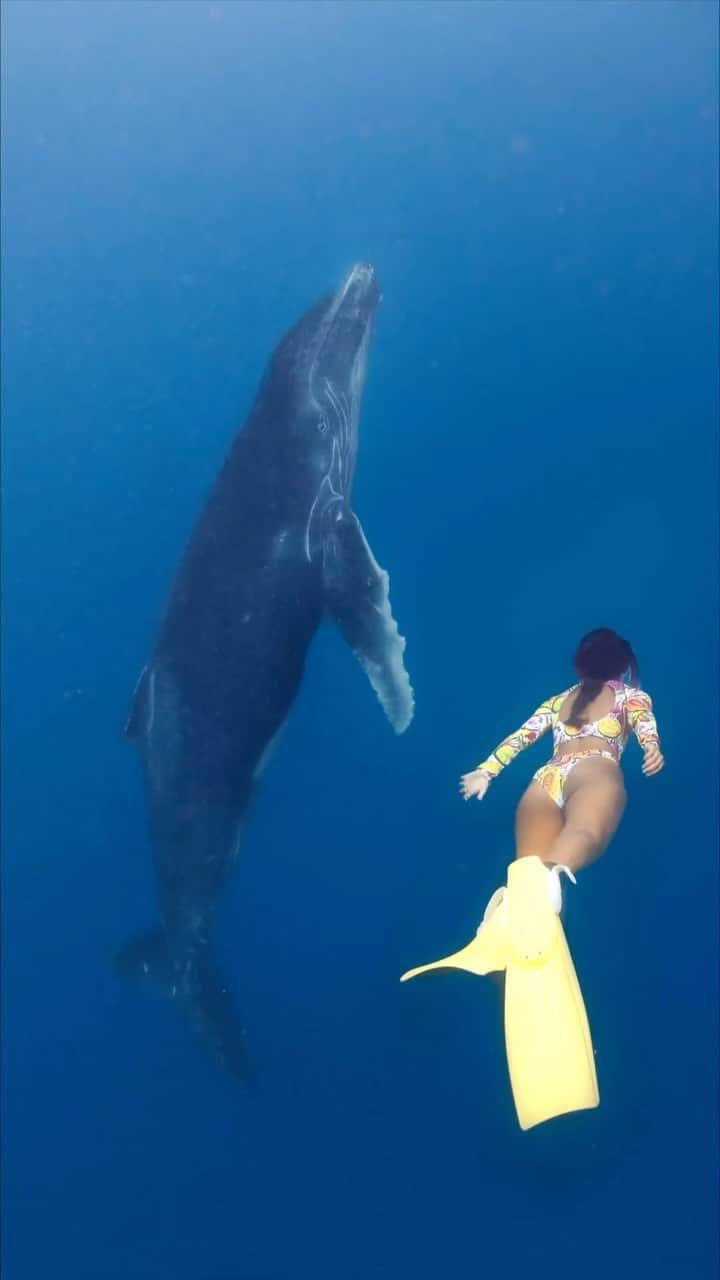 Earth Picsのインスタグラム：「@trulynomadly - is swimming with humpback 🐋 whales on your bucketlist?」