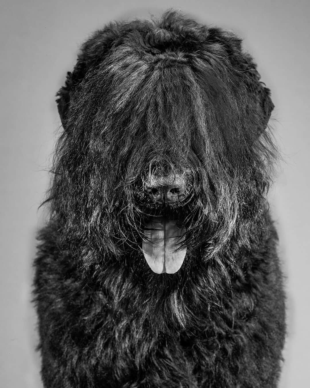 Robert Clarkのインスタグラム：「I meet GCH Over the Moon about Borislav at the #WestminsterDogShowhas. I was working for @natgeo on a story about the diversity of breeds caused by selective breeding. It has been said the Joseph Stalin wanted the most aggressive strong breed of dog for his troops. The Black Russian Terrie, developed in the early 1950s, for the Russian military, specifically, the former Soviet Army’s Red Star Kennel. Historical accountings of genealogic development are peppered with both facts and speculation. The #BlackRussianTerrier (BRT) is a young breed with a deep and rich, & unknown genetic history. The breed’s country of origin is Russia. While considered a rare breed. The name suggests that the BRT is a terrier, but it is not a true terrier. The breed’s creation is said to have involved approximately 17 different breeds. Foundation breeds most heavily used included the Giant Schnauzer, Airedale Terrier, Rottweiler and Newfoundland. Other breeds believed to have been included in the breeding program were the now-extinct Moscow Water Dog, as well as the Caucasian Ovcharka, East European Shepherd, Great Dane, German Shepherd Dog and other working breeds.It is speculated that the breed is based on a foundation of 30% Giant Schnauzer, 30% Airedale Terrier and 30% Rottweiler, with the remaining 10% comprising the genetics of the Newfoundland and many other breeds. @dogphotographernyc」