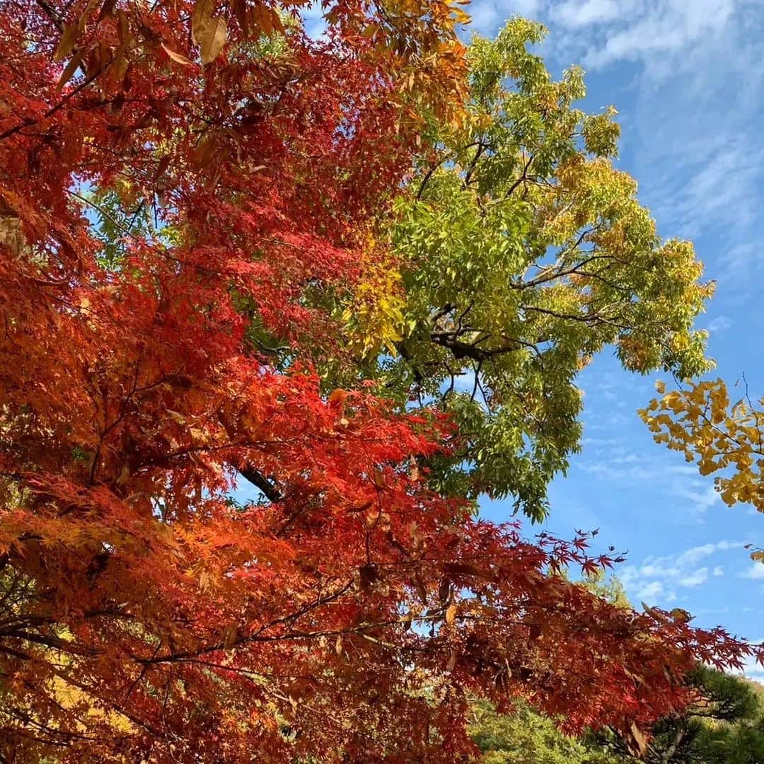 郷司利也子さんのインスタグラム写真 - (郷司利也子Instagram)「休日に紅葉を見に行ったときの写真。  季節が変わったんだなとつくづく感じました。  最近まで暑くてたまらなかったのに、コートの時期になるなんて。  定番のお言葉ですが、時が立つのは早いこと。  早く感じるってことは、充実をしているということにしておきます☺️  #ボクシング#プロボクサー#アスリート#女子アスリート#アラフォーアスリート#女子格闘家#格闘家#格闘技#女子プロボクサー#アスリート#アラフォー女子#女子プロボクサー#女子アスリート」12月1日 3時19分 - goshiriyako