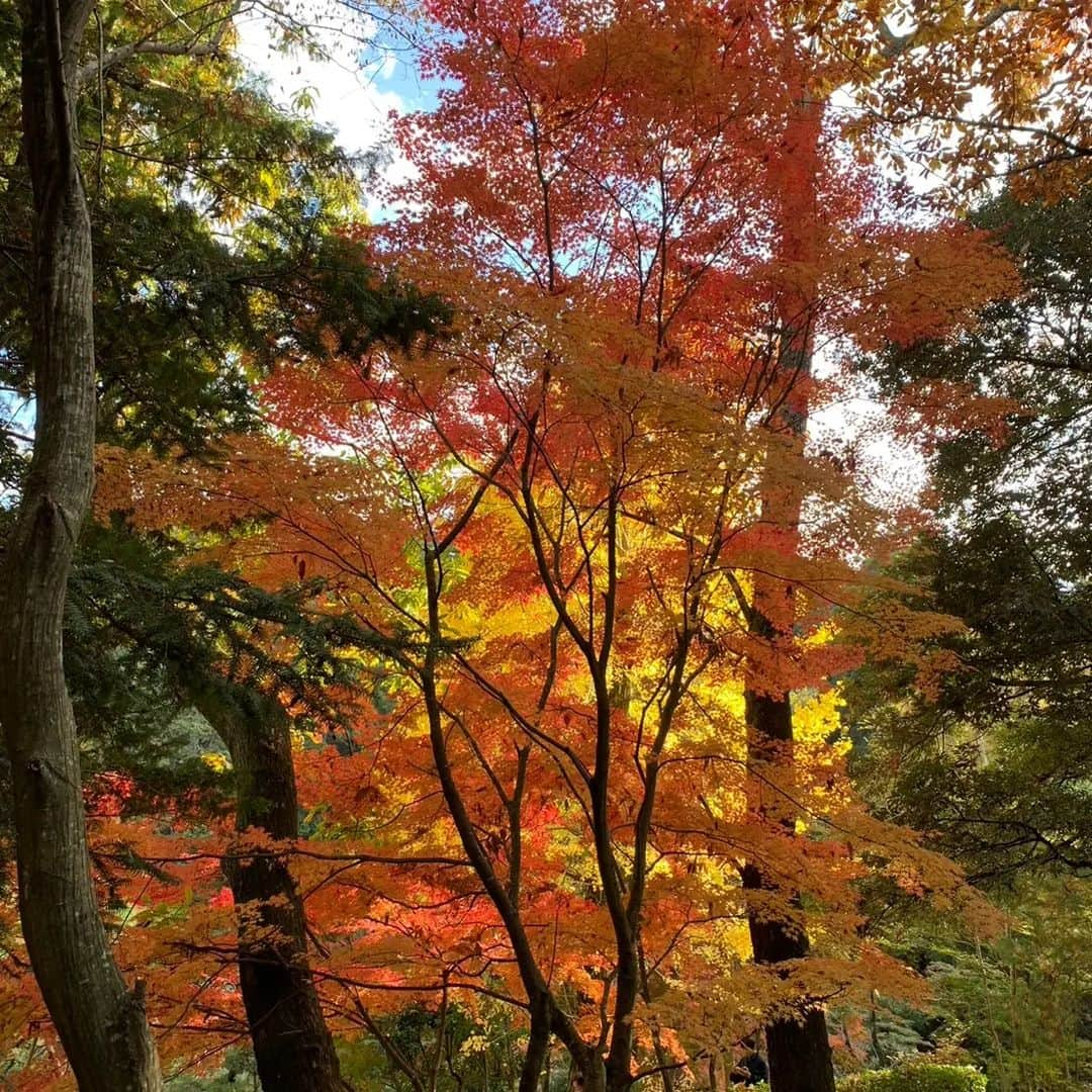 郷司利也子さんのインスタグラム写真 - (郷司利也子Instagram)「休日に紅葉を見に行ったときの写真。  季節が変わったんだなとつくづく感じました。  最近まで暑くてたまらなかったのに、コートの時期になるなんて。  定番のお言葉ですが、時が立つのは早いこと。  早く感じるってことは、充実をしているということにしておきます☺️  #ボクシング#プロボクサー#アスリート#女子アスリート#アラフォーアスリート#女子格闘家#格闘家#格闘技#女子プロボクサー#アスリート#アラフォー女子#女子プロボクサー#女子アスリート」12月1日 3時19分 - goshiriyako