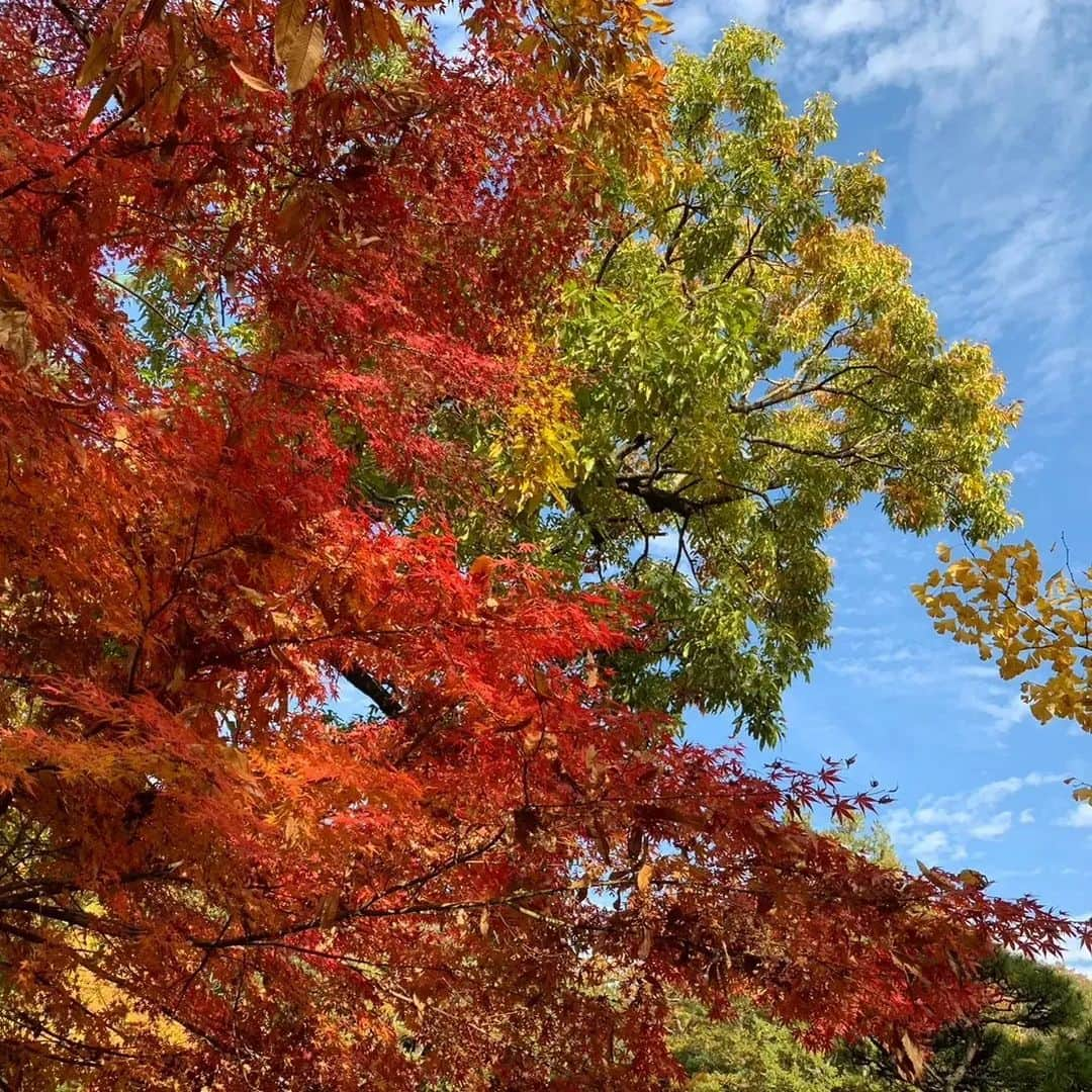 郷司利也子のインスタグラム：「休日に紅葉を見に行ったときの写真。  季節が変わったんだなとつくづく感じました。  最近まで暑くてたまらなかったのに、コートの時期になるなんて。  定番のお言葉ですが、時が立つのは早いこと。  早く感じるってことは、充実をしているということにしておきます☺️  #ボクシング#プロボクサー#アスリート#女子アスリート#アラフォーアスリート#女子格闘家#格闘家#格闘技#女子プロボクサー#アスリート#アラフォー女子#女子プロボクサー#女子アスリート」