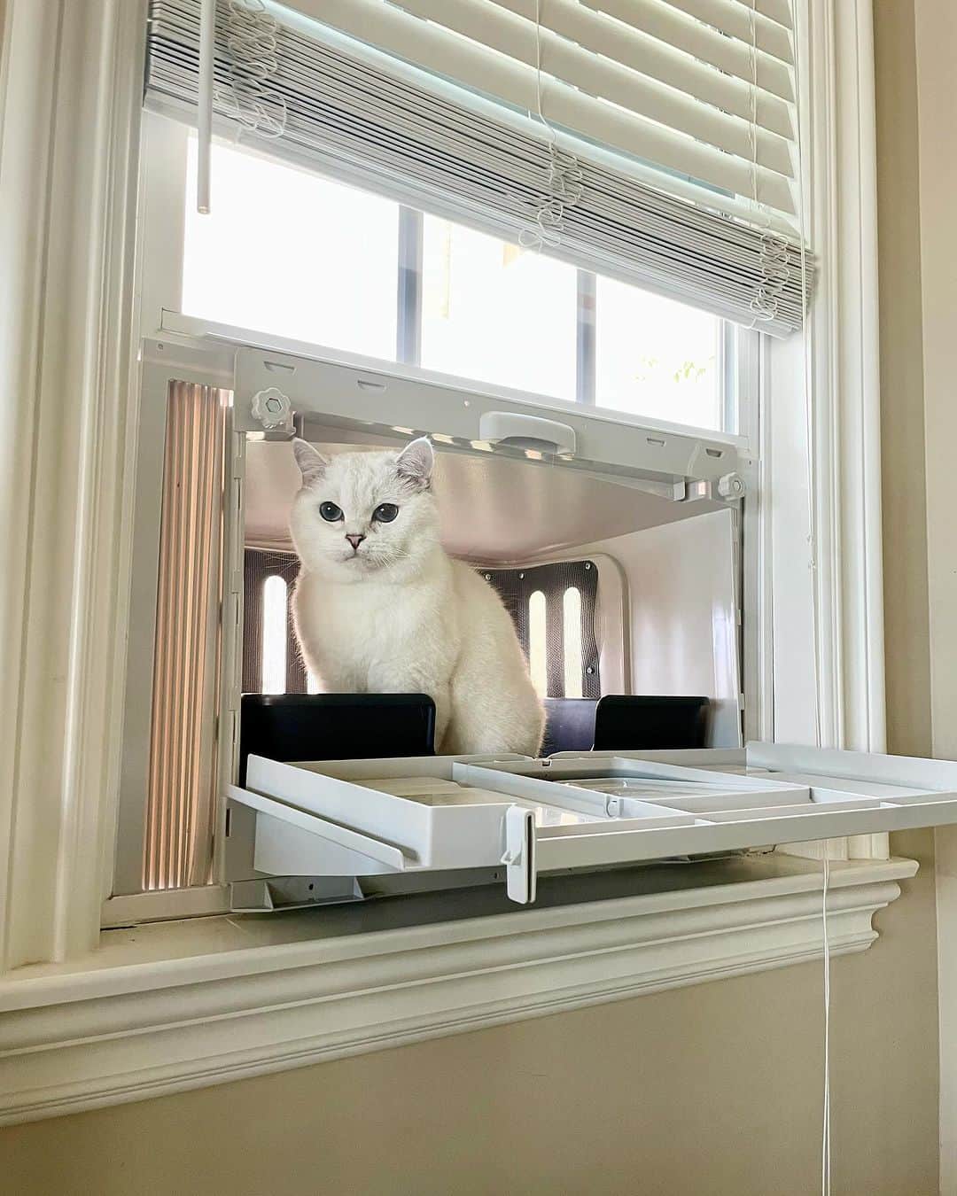 ミスター・ホワイトさんのインスタグラム写真 - (ミスター・ホワイトInstagram)「If @hello_luna_rose can poo in her VistaLoo, I can too! Could I have privacy, please? Can you put the side up on my VistaLoo, the world’s first window-mounted litter box. Order today to get $100 off plus FREE SHIPPING! Link in bio @vistagato   #vistaloo #freshhome #litterboxsolutions」12月1日 3時25分 - white_coffee_cat