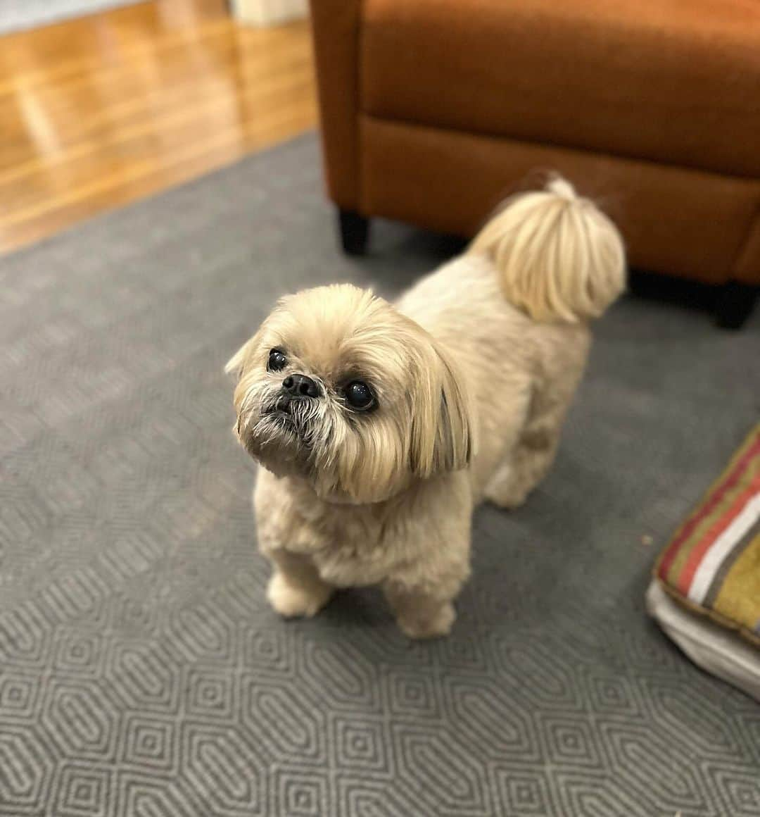 Dougie the Shih Tzuさんのインスタグラム写真 - (Dougie the Shih TzuInstagram)「Teddiest bear.」12月1日 3時25分 - dailydougie