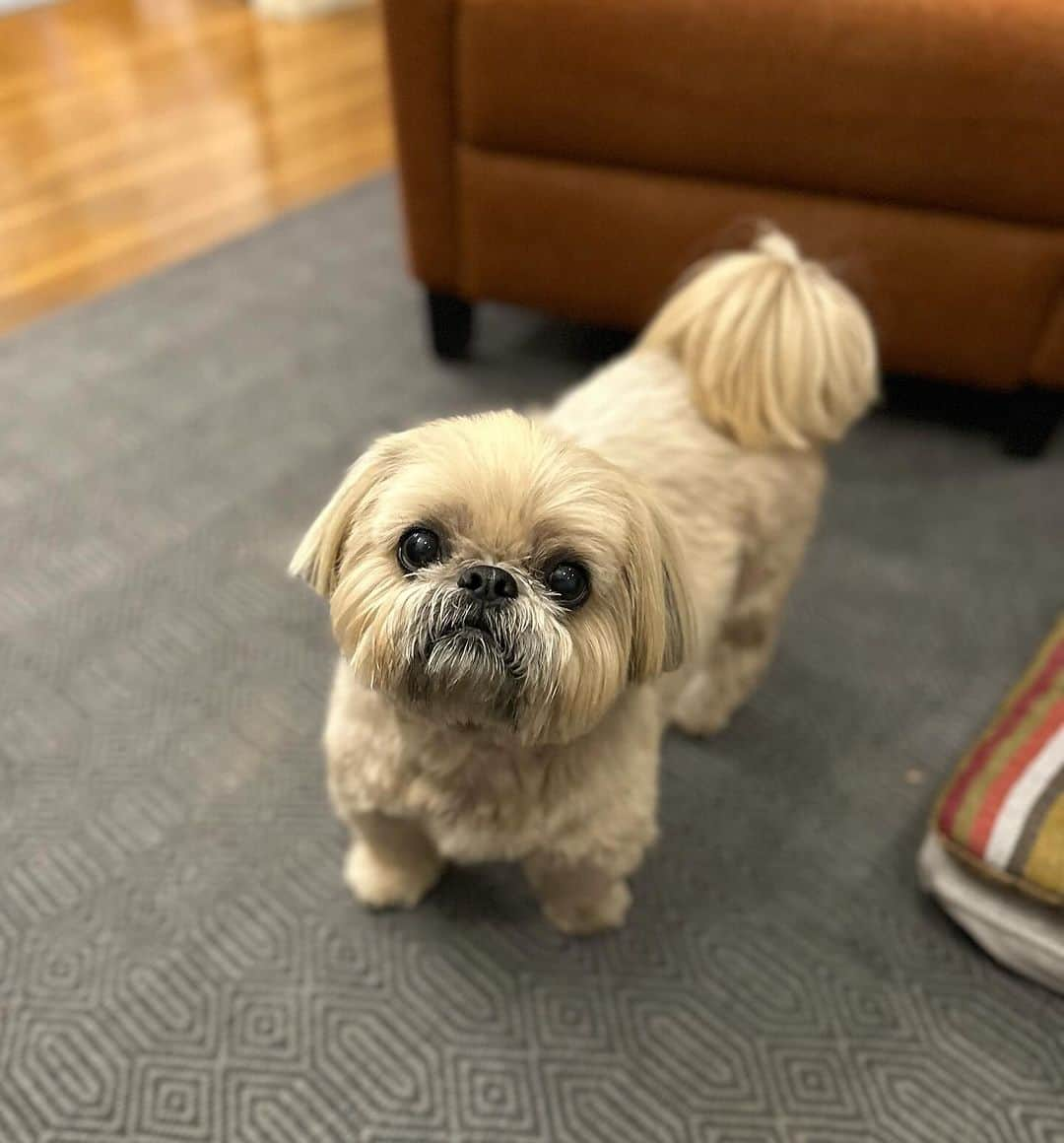 Dougie the Shih Tzuのインスタグラム：「Teddiest bear.」